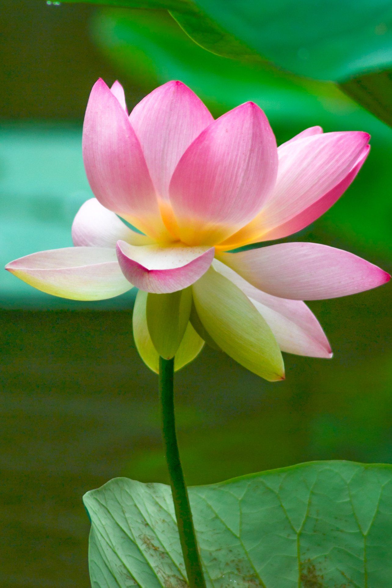 De magnifiques lotus roses sur un fond de nénuphars vert