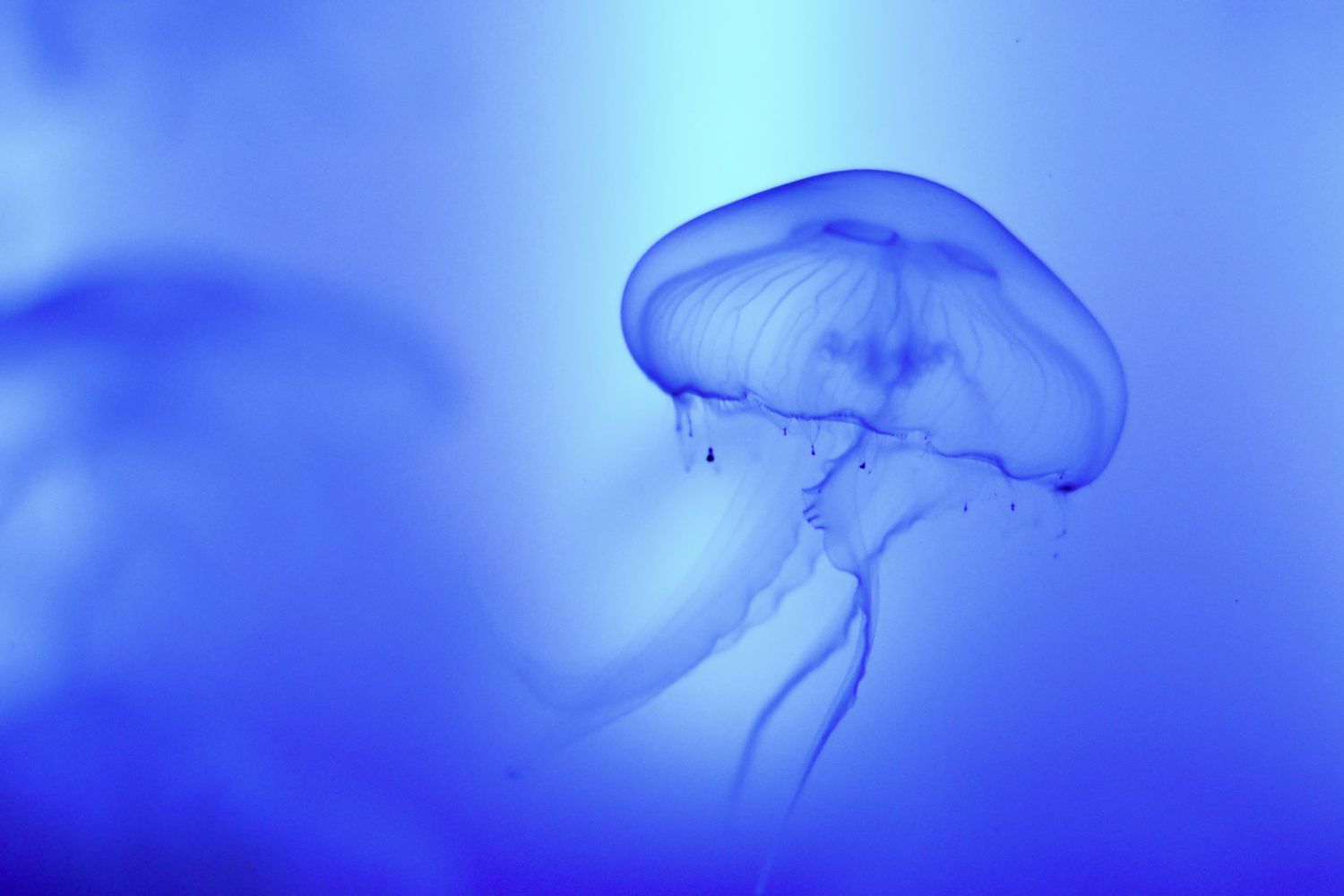 Prise couleur de méduses bleues éthérées flottant dans des eaux sombres