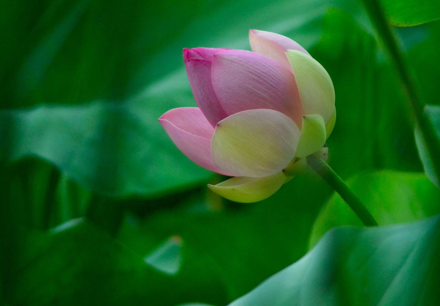 De magnifiques lotus roses sur un fond de nénuphars vert
