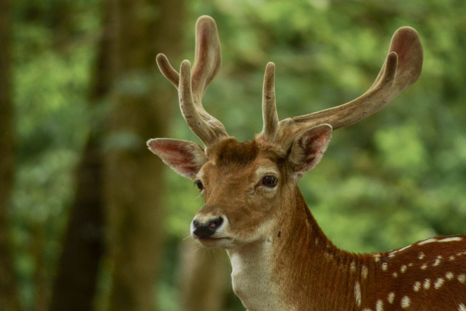 Cerfs tachetés dans un cadre forestier, prise en extérieur