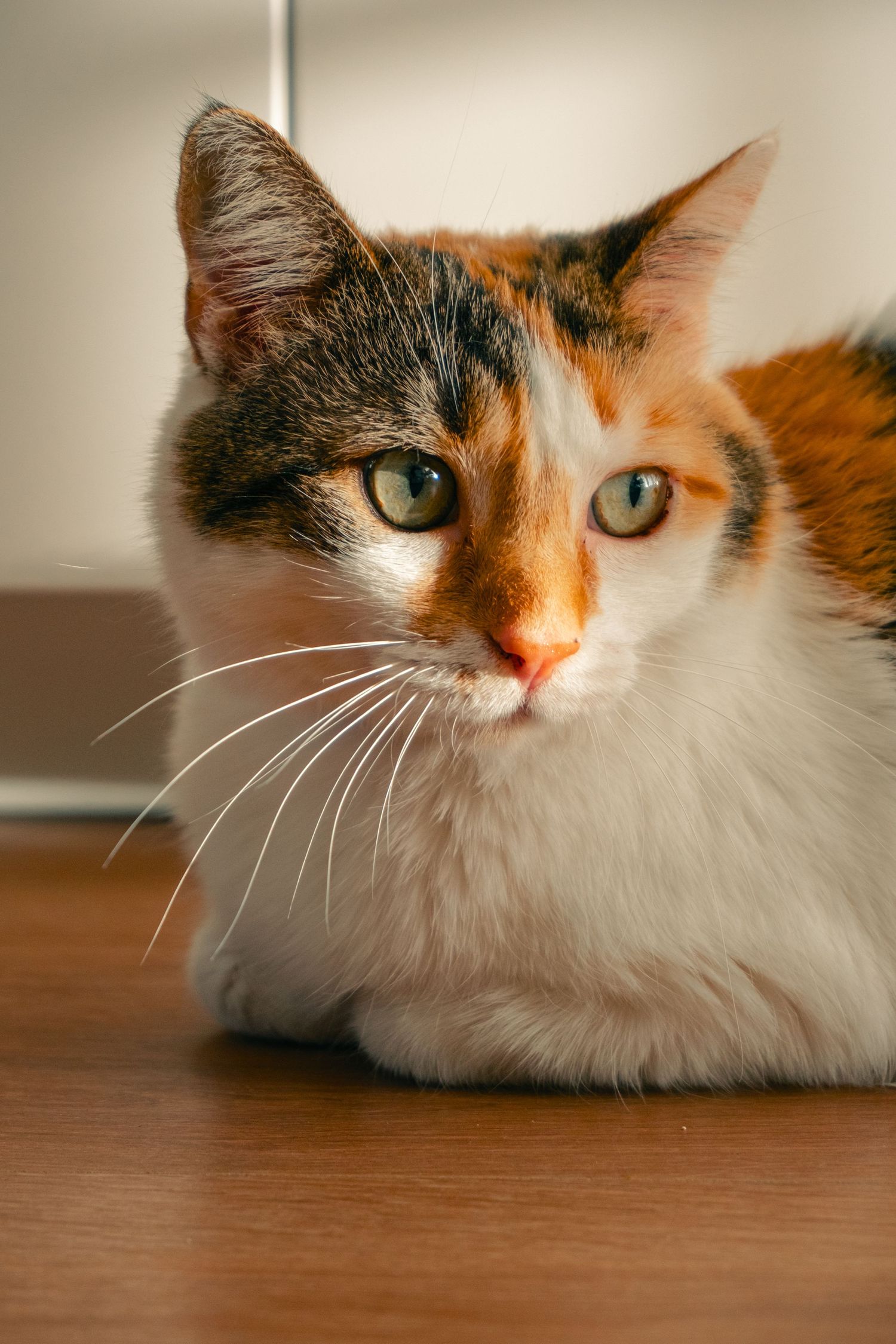 Gros plan couleur sur une chatte tricolore avec des lumières naturelles, capté à Ronchin