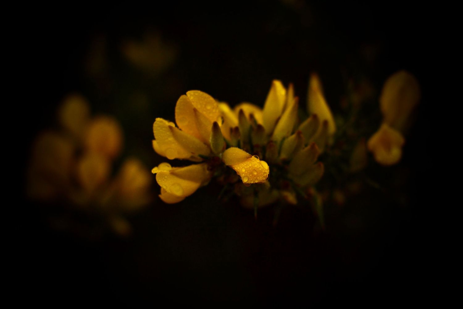 Des jonquilles jaunes sur un fond sombre dans une photographie de nature en gros plan