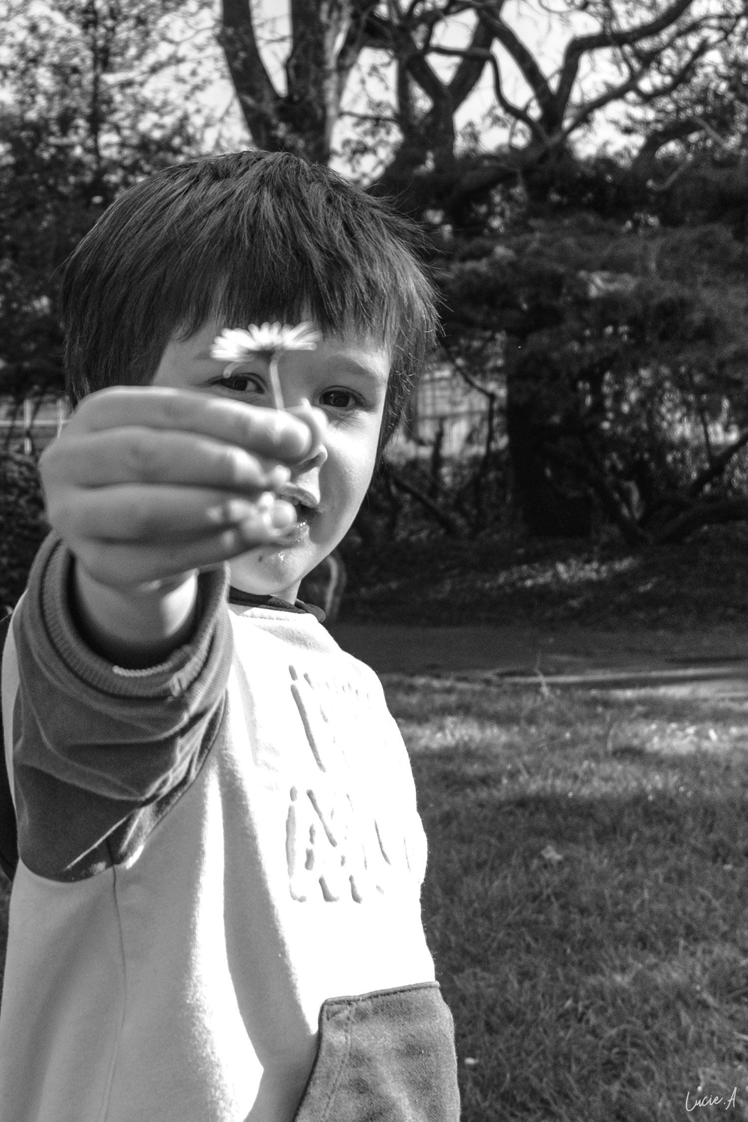 Portrait en noir et blanc d'un petit garçon tenant une marguerite entre ses doigts dans un parc de Lille