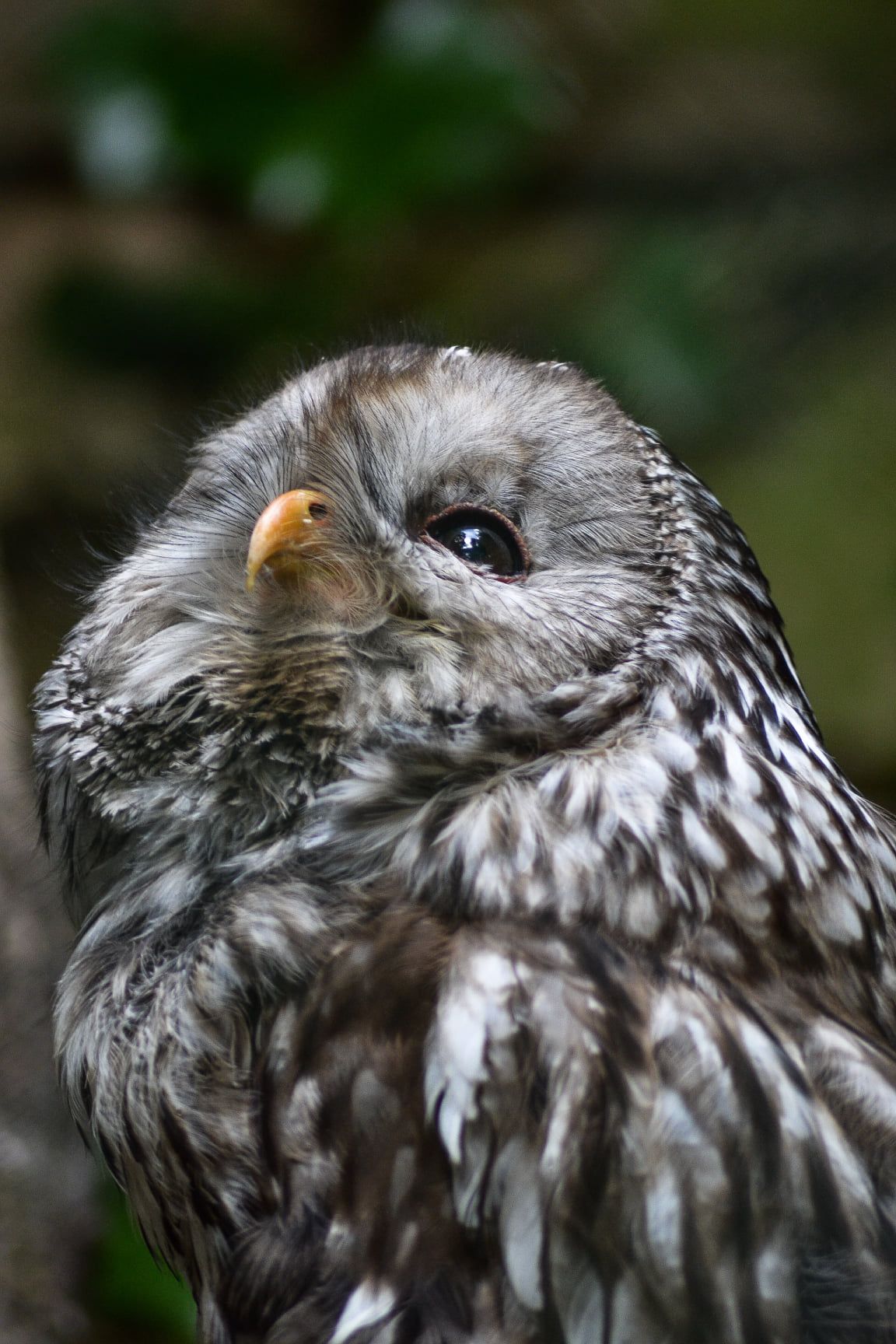 Portraits en gros plan d'une chouette grise montrant le détail de son plumage et ses yeux expressifs