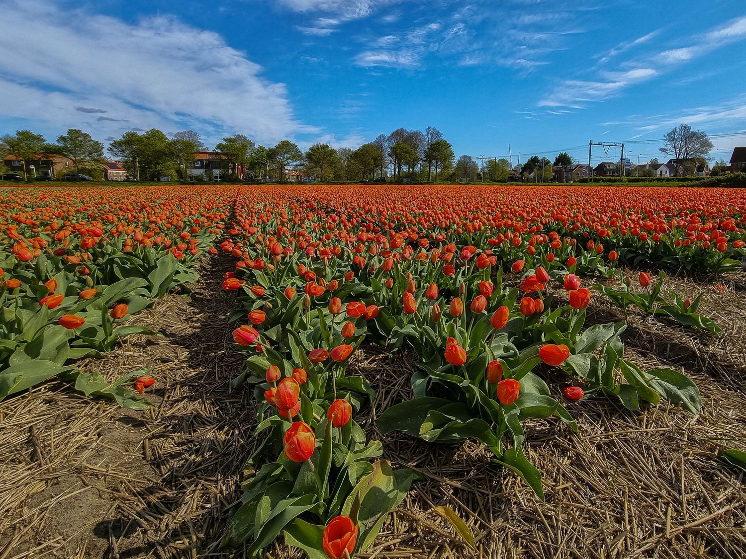 Prise panoramique couleur d'un champ de tulipes aux Pays-Bas