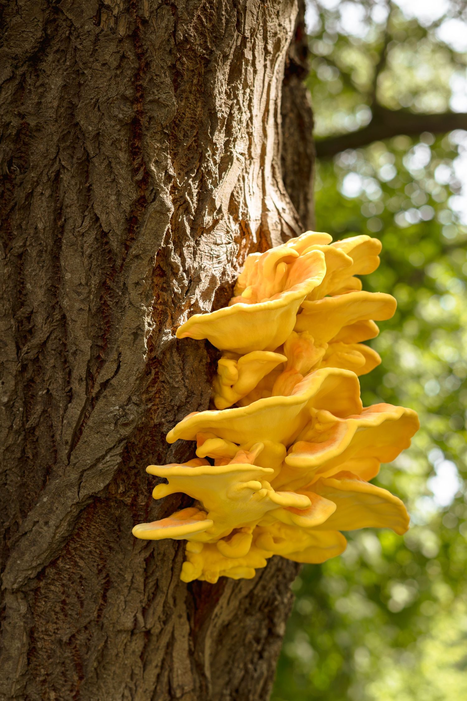 Bright yellow chicken of the woods fungus growing on tree bark in a forest setting.