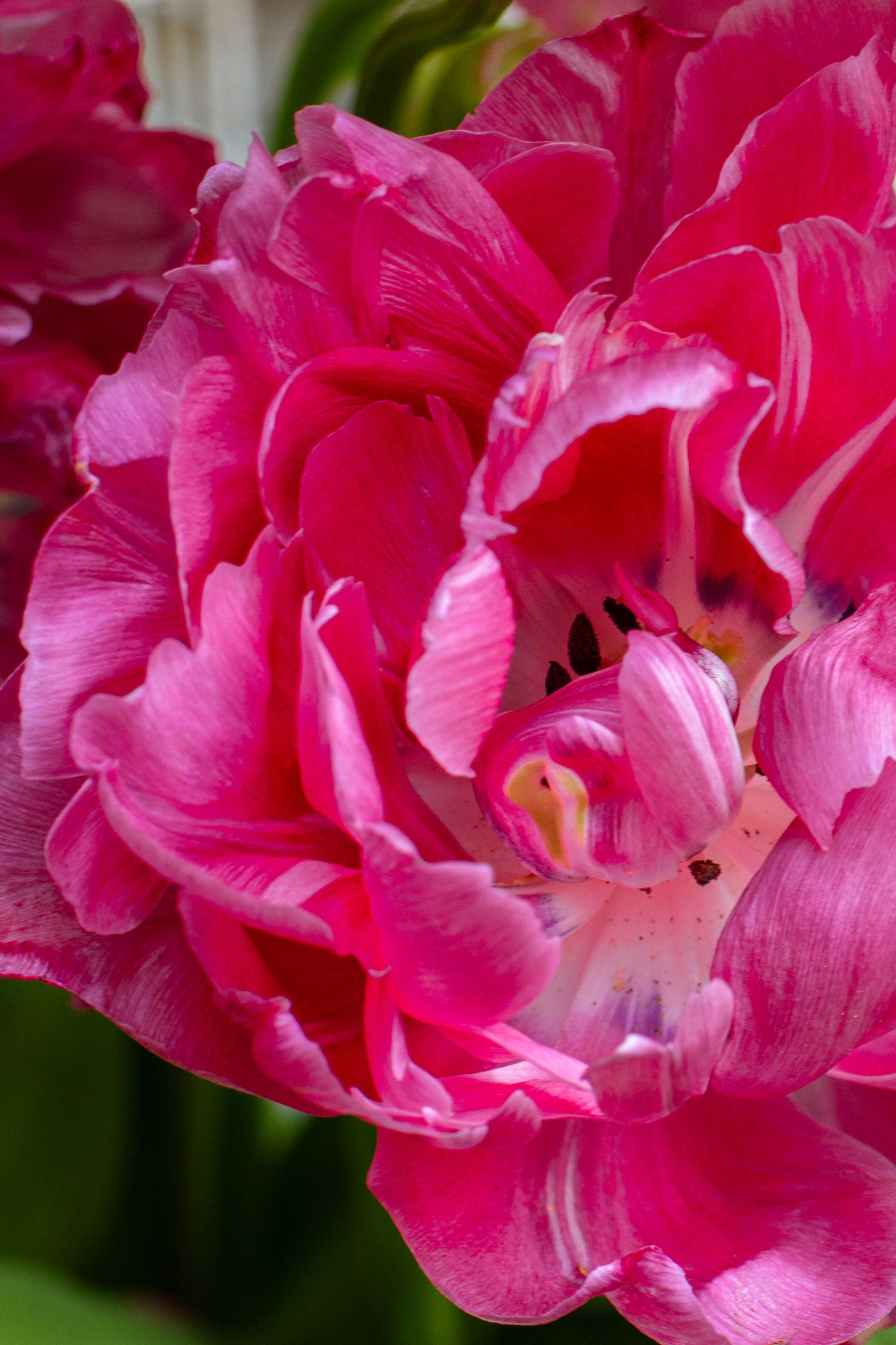 Macro couleur d'une fleur rose