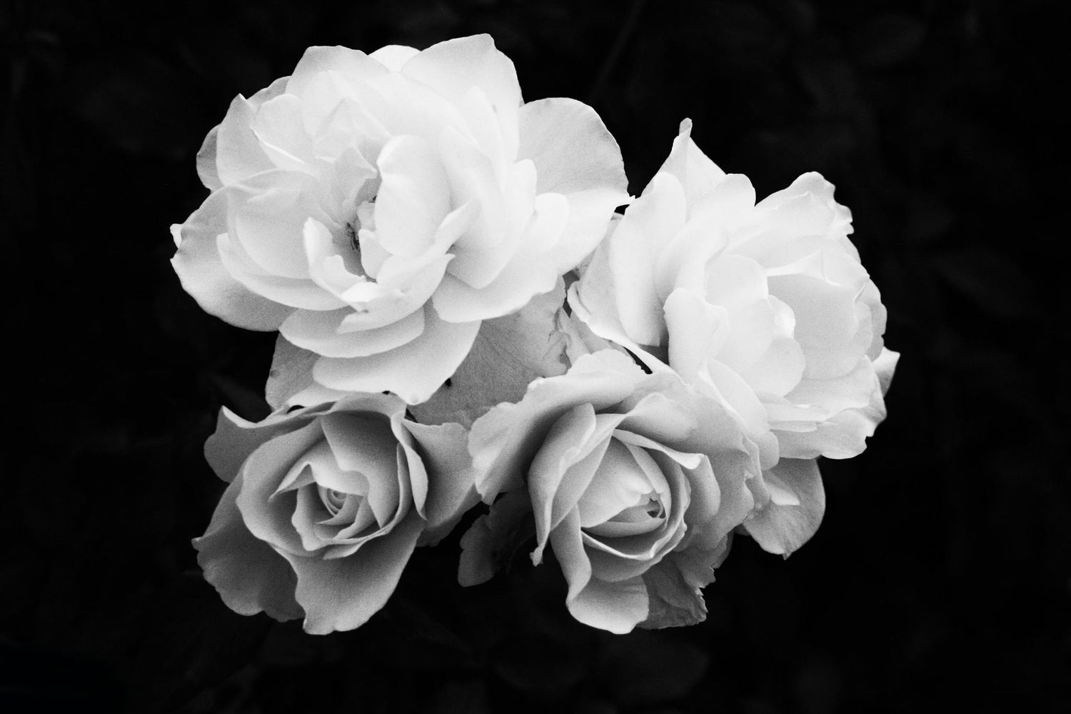 Roses blanches, photographiées en noir et blanc, disposées horizontalement sur un fond sombre.