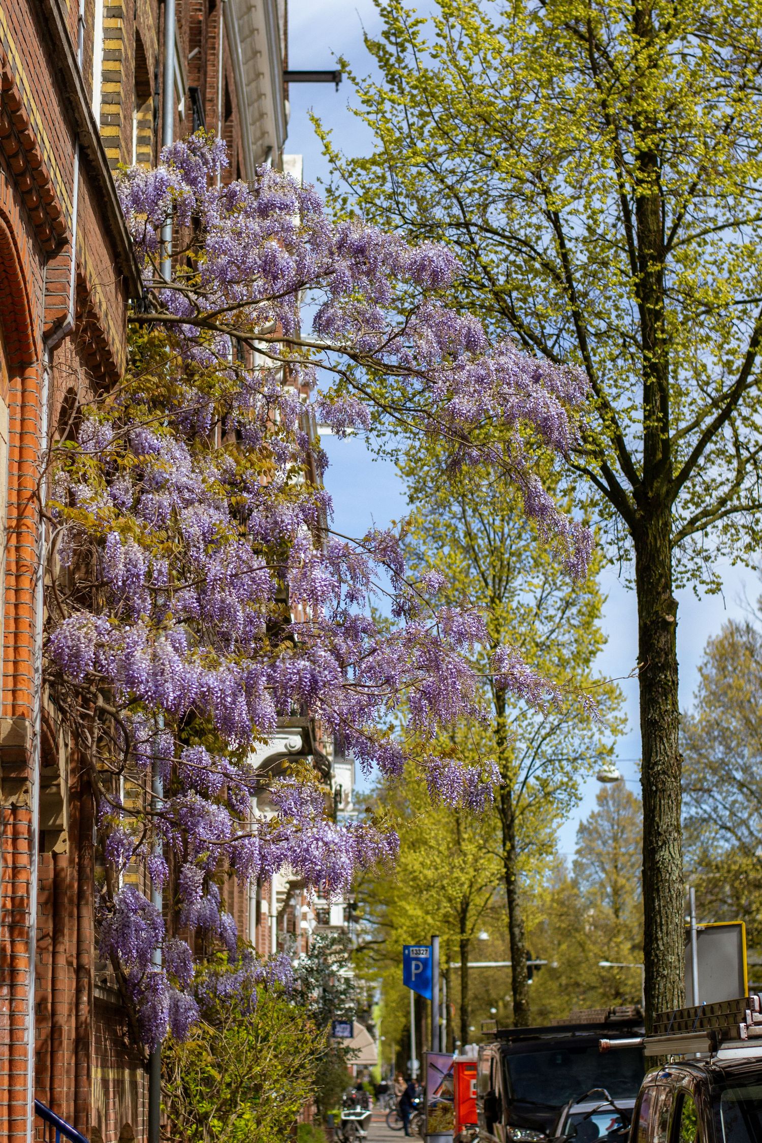 Prise couleur d'une glycine à Amsterdam