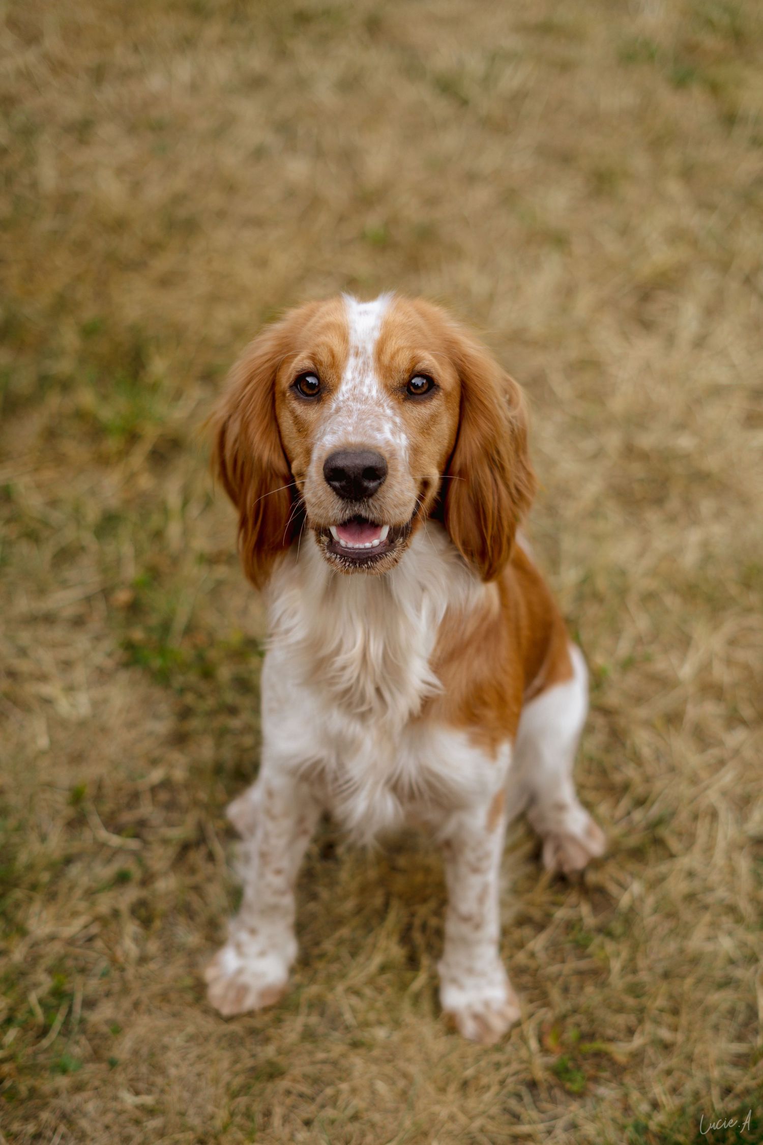 Un joyeux chiot Welsh Springer Spaniel au pelage rouge et blanc est assis sur l'herbe sèche, la gueule ouverte dans une expression joyeuse.