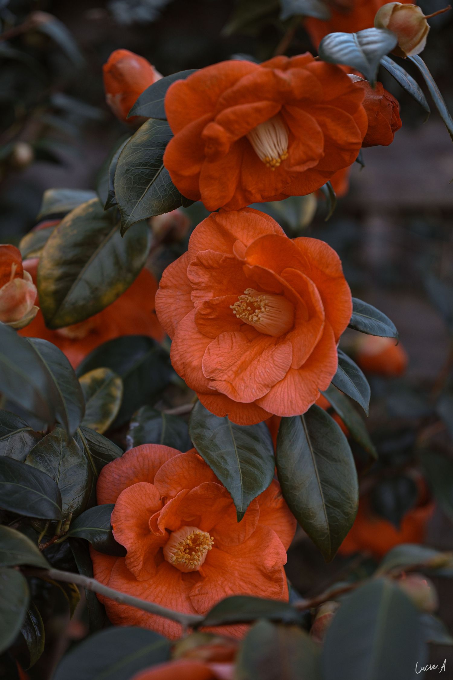 Des camélias d'un orange éclatant en pleine floraison, avec des feuilles vert foncé, dans un jardin à l'atmosphère mystérieuse.