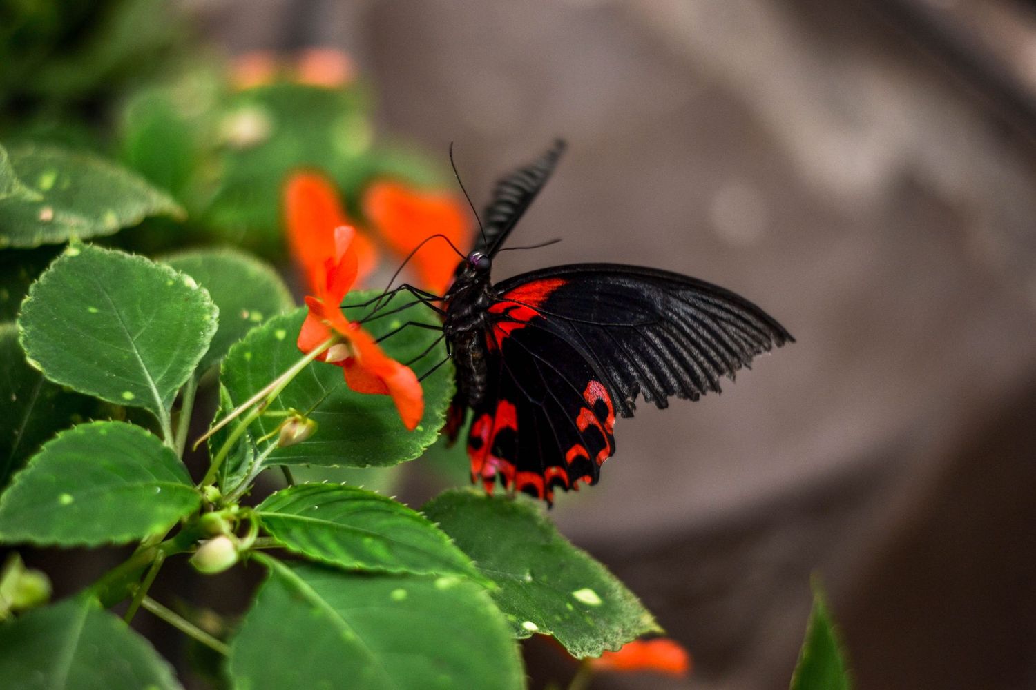 Gros plan couleur sur un papillon noir et rouge, posé sur une fleur, en pleine nature