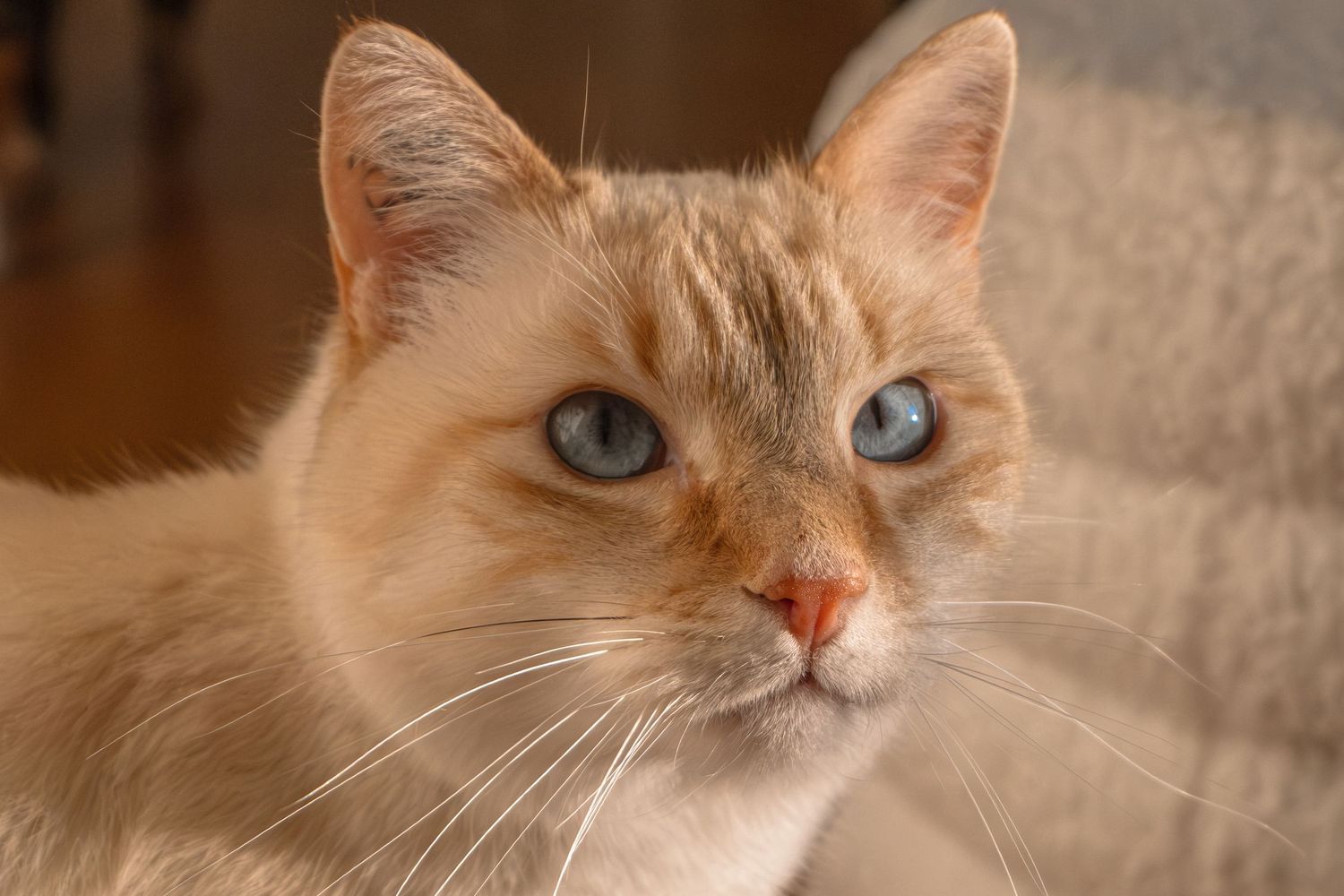 Portrait d'un chat roux aux yeux bleus, capté à Ronchin