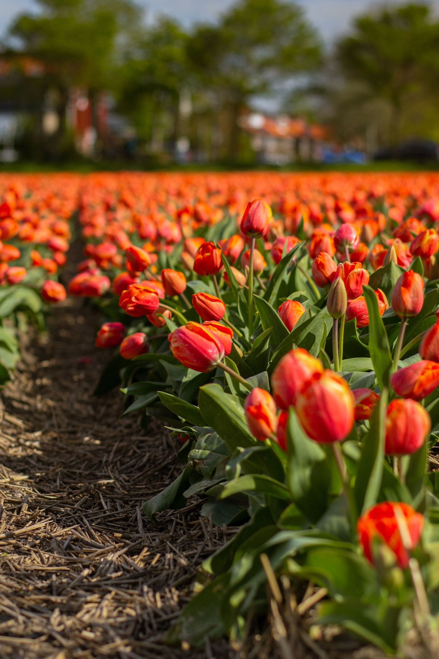 Champ de tulipes aux Pays-Bas