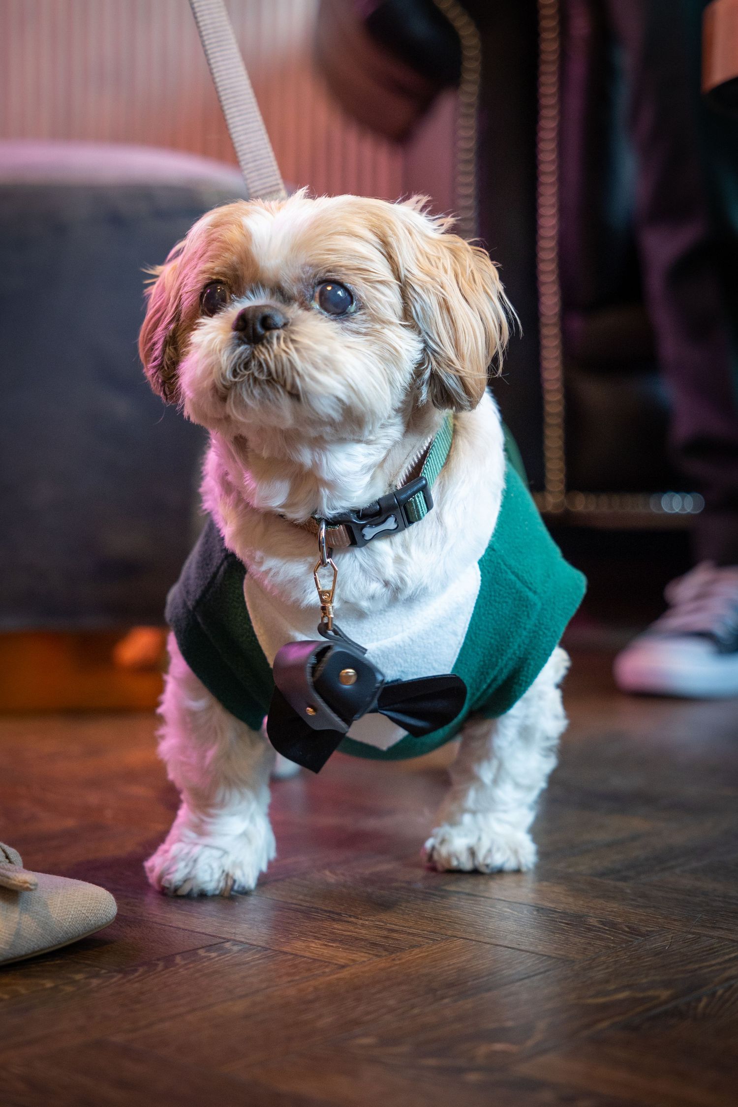 Small dog in green outfit at The County, Newcastle; cute guest detail on the dance floor.