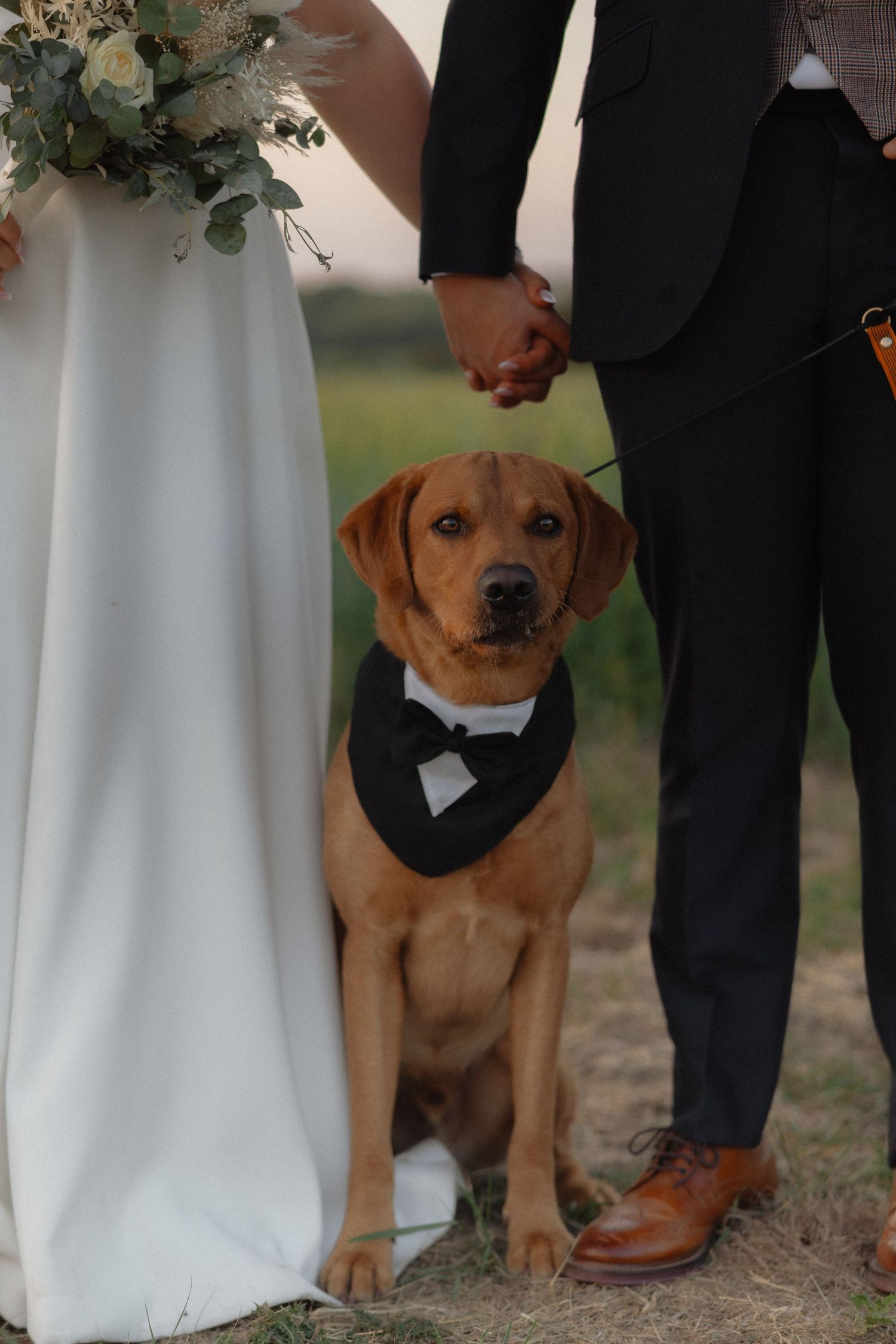 Adorable brown puppy in a bow tie poses with wedding couple.