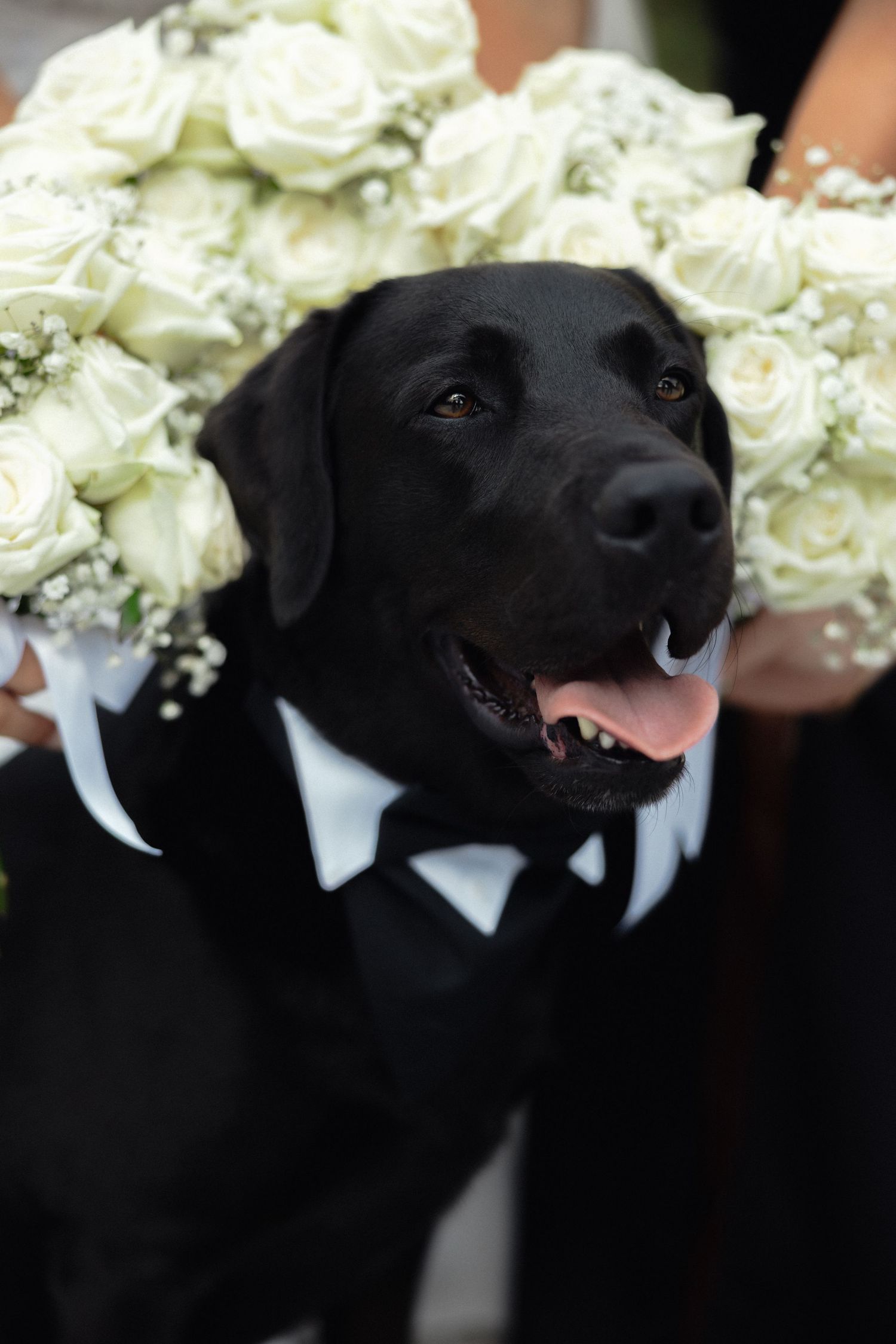 A black Labrador wearing a bow tie and tuxedo collar poses with white roses at a wedding.
