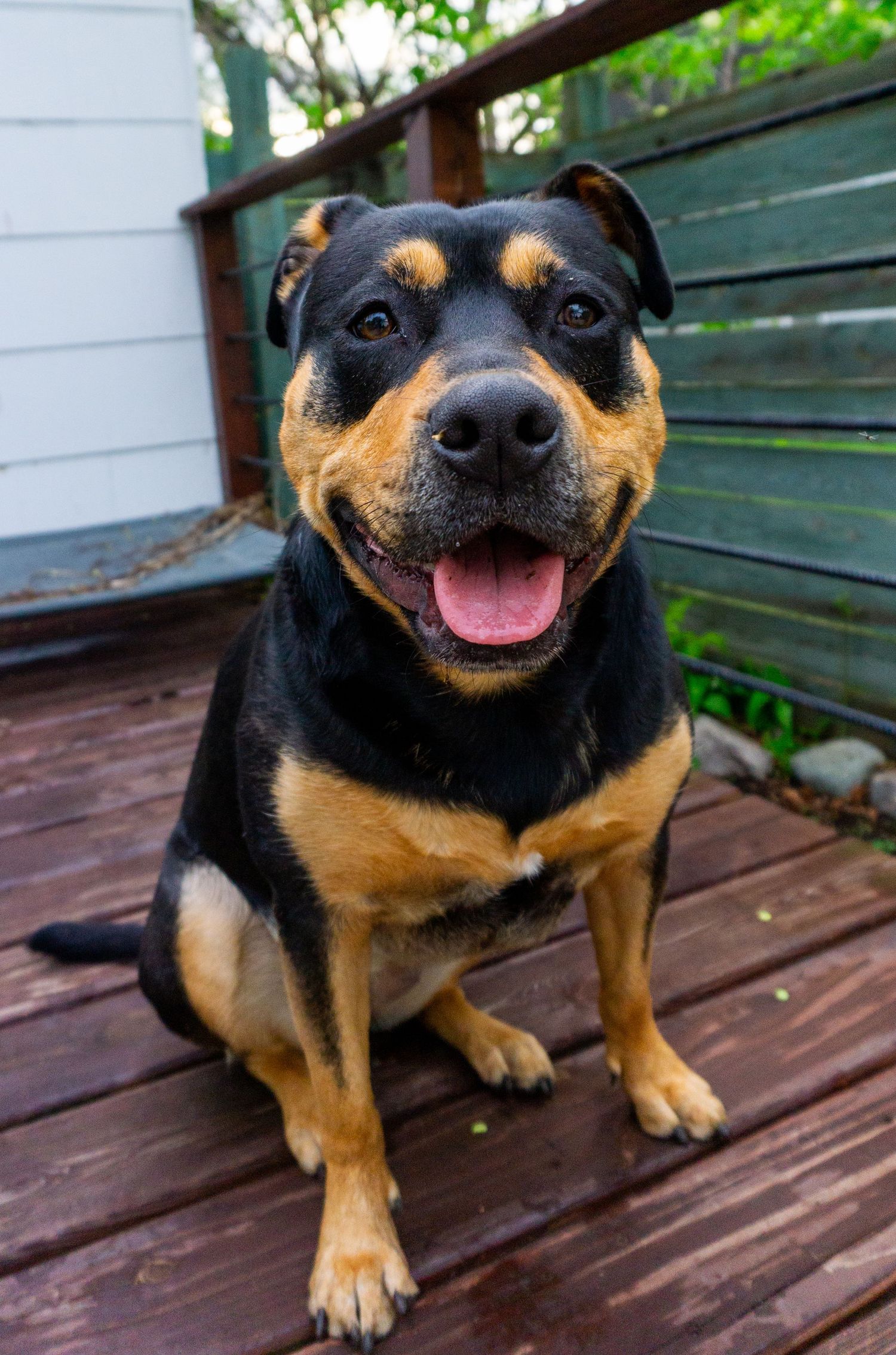 Happy black and tan dog with big smile sitting on wooden deck.