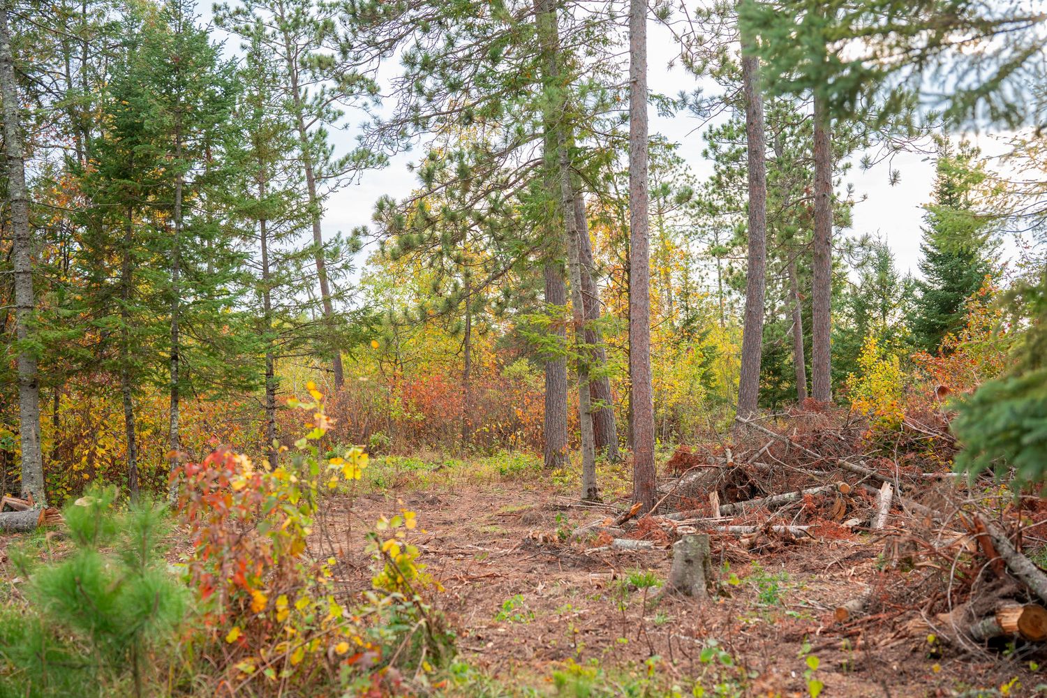 Wooded property with tall pine trees and autumn colors in natural setting.