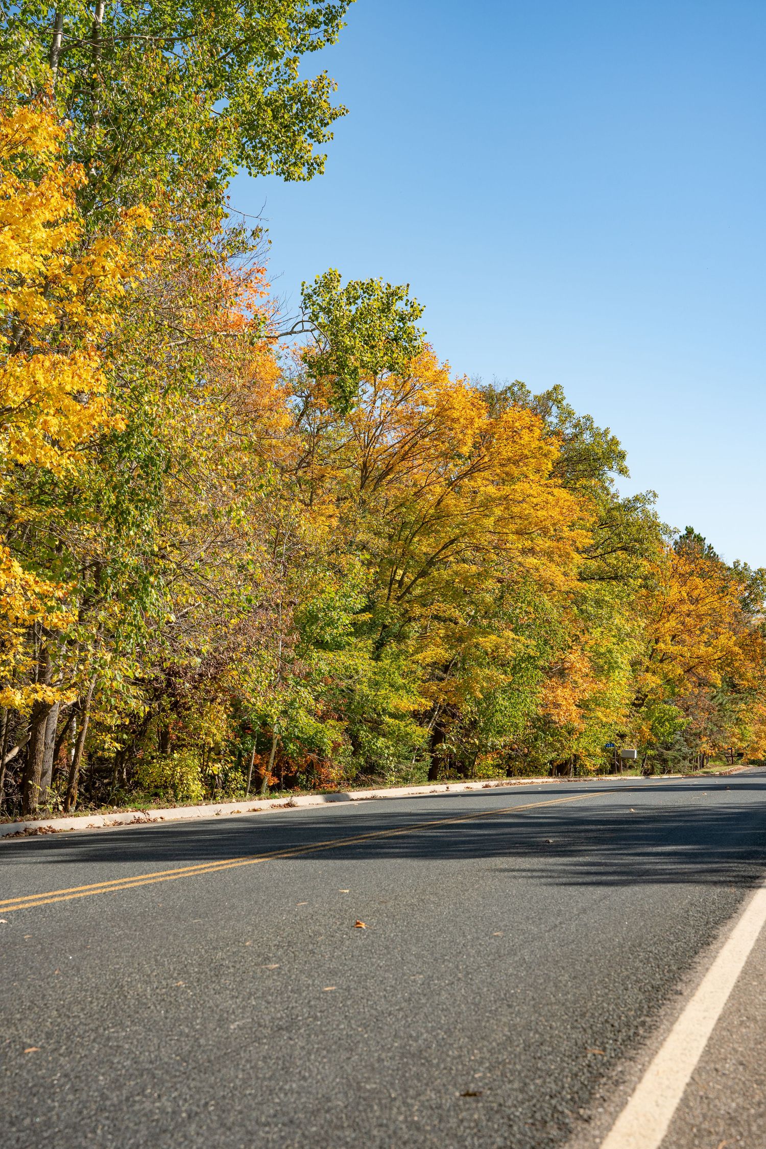 Curved asphalt road lined with trees displaying vibrant fall colors.
