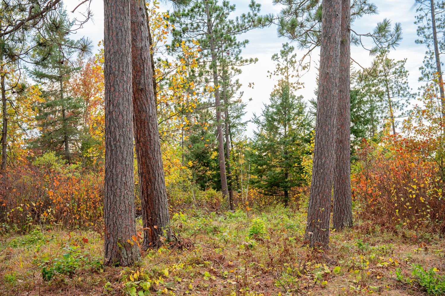 Panoramic view of pine forest with fall colors and scattered trees.