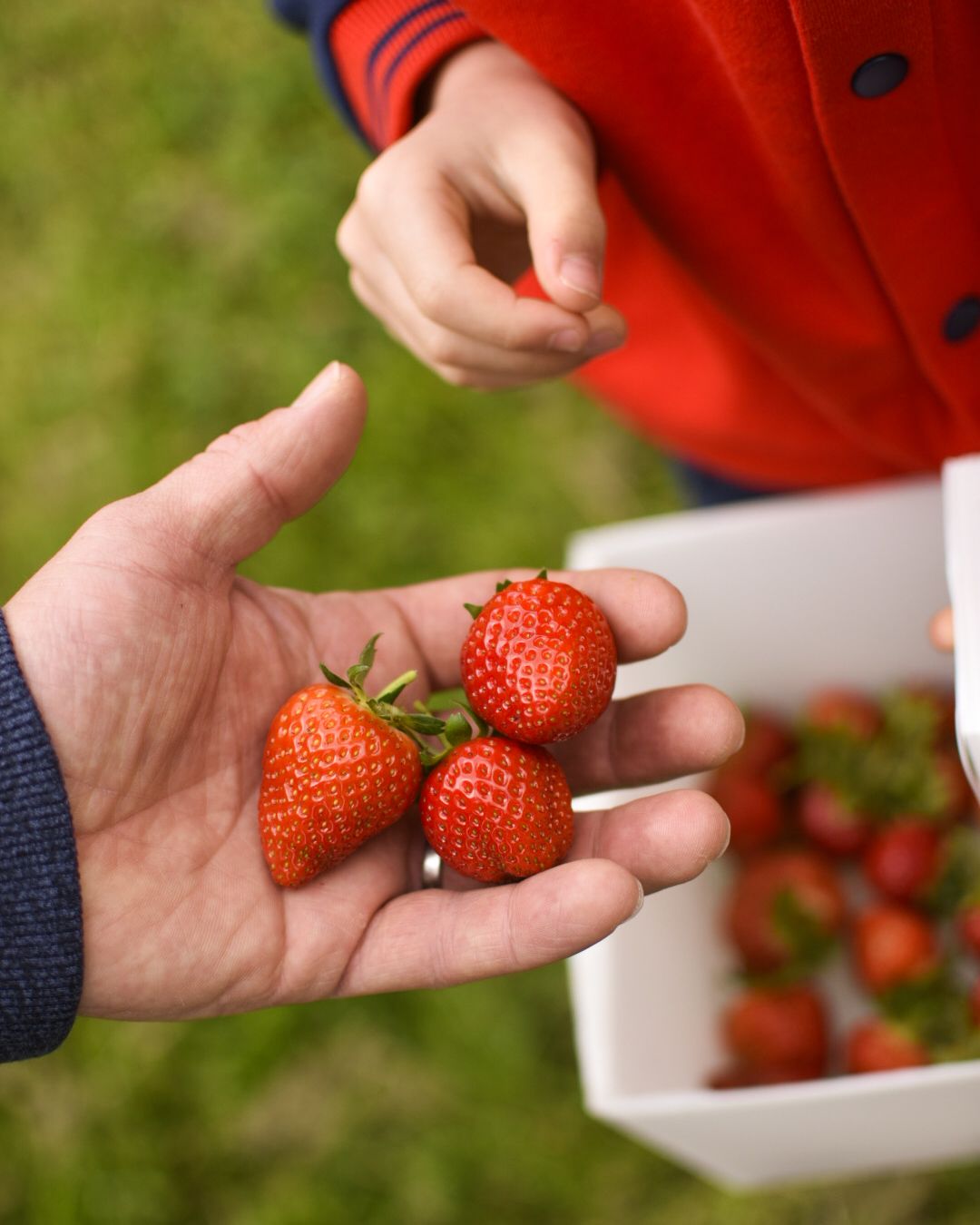 Mans hand holding 3 strawberries above a basket with some strawberries in, being held by a boy.