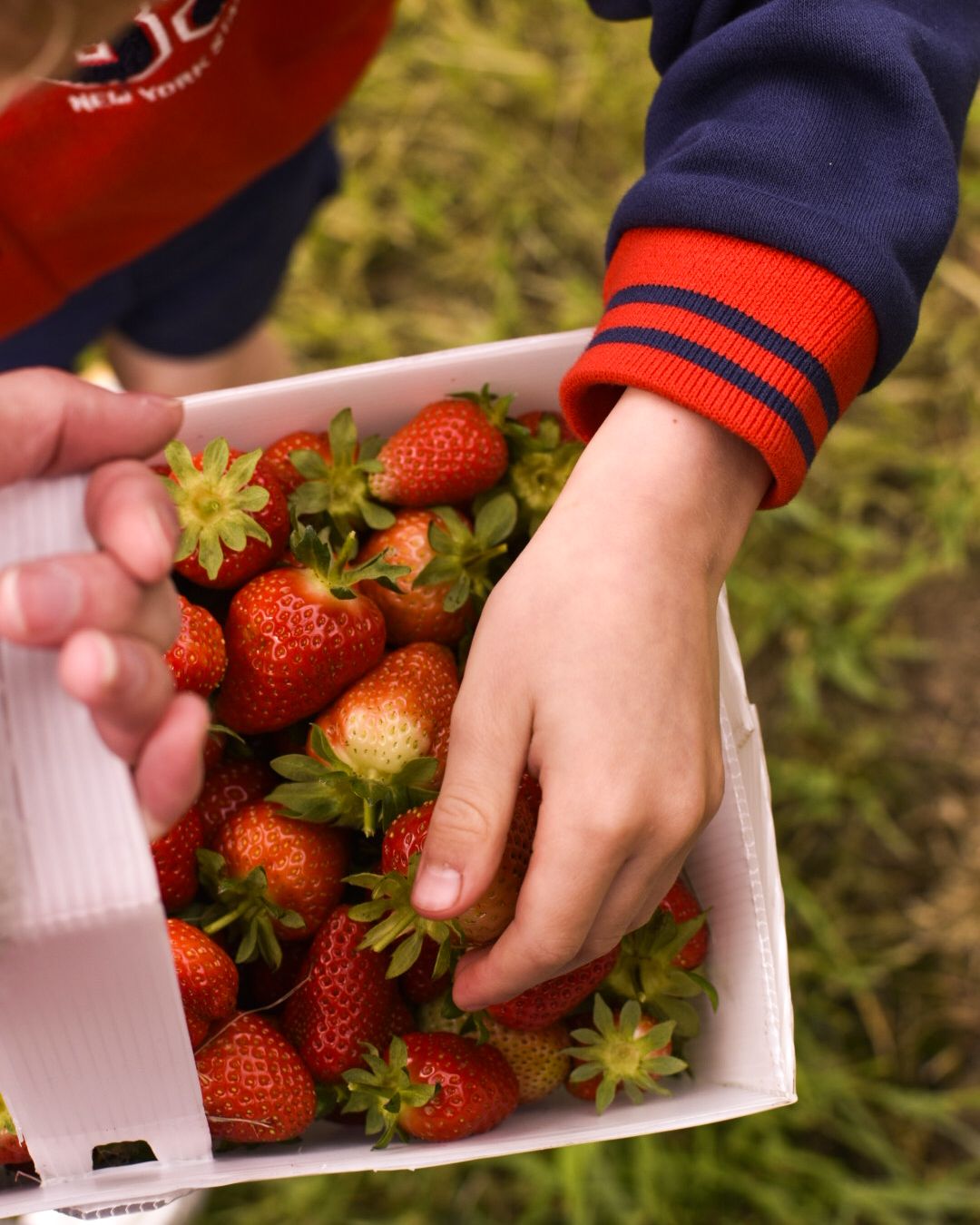 Boys hand placing picked strawberry in a basket full of strawberries