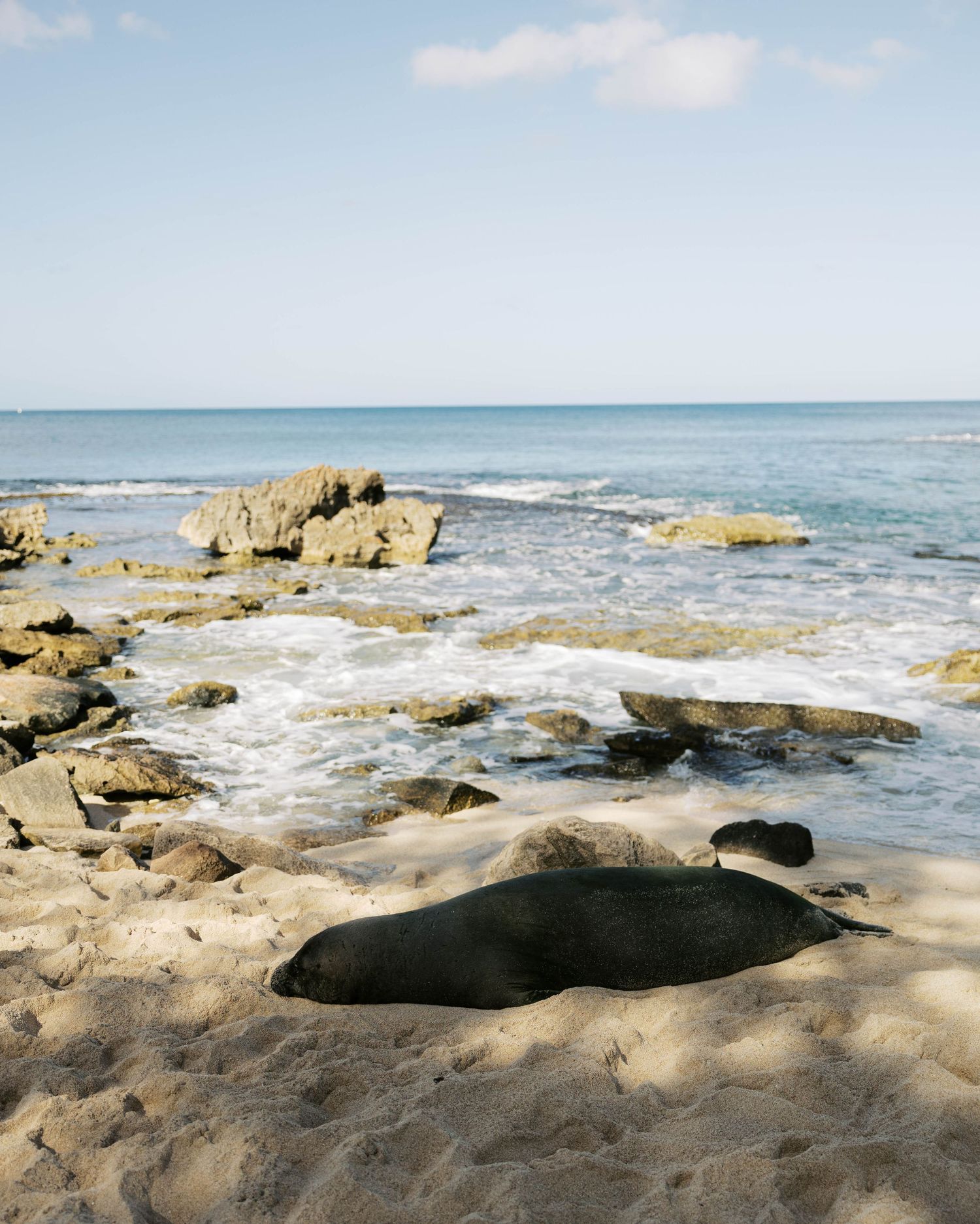 Hawaiian monk seal resting on a rocky beach with waves crashing in the background.