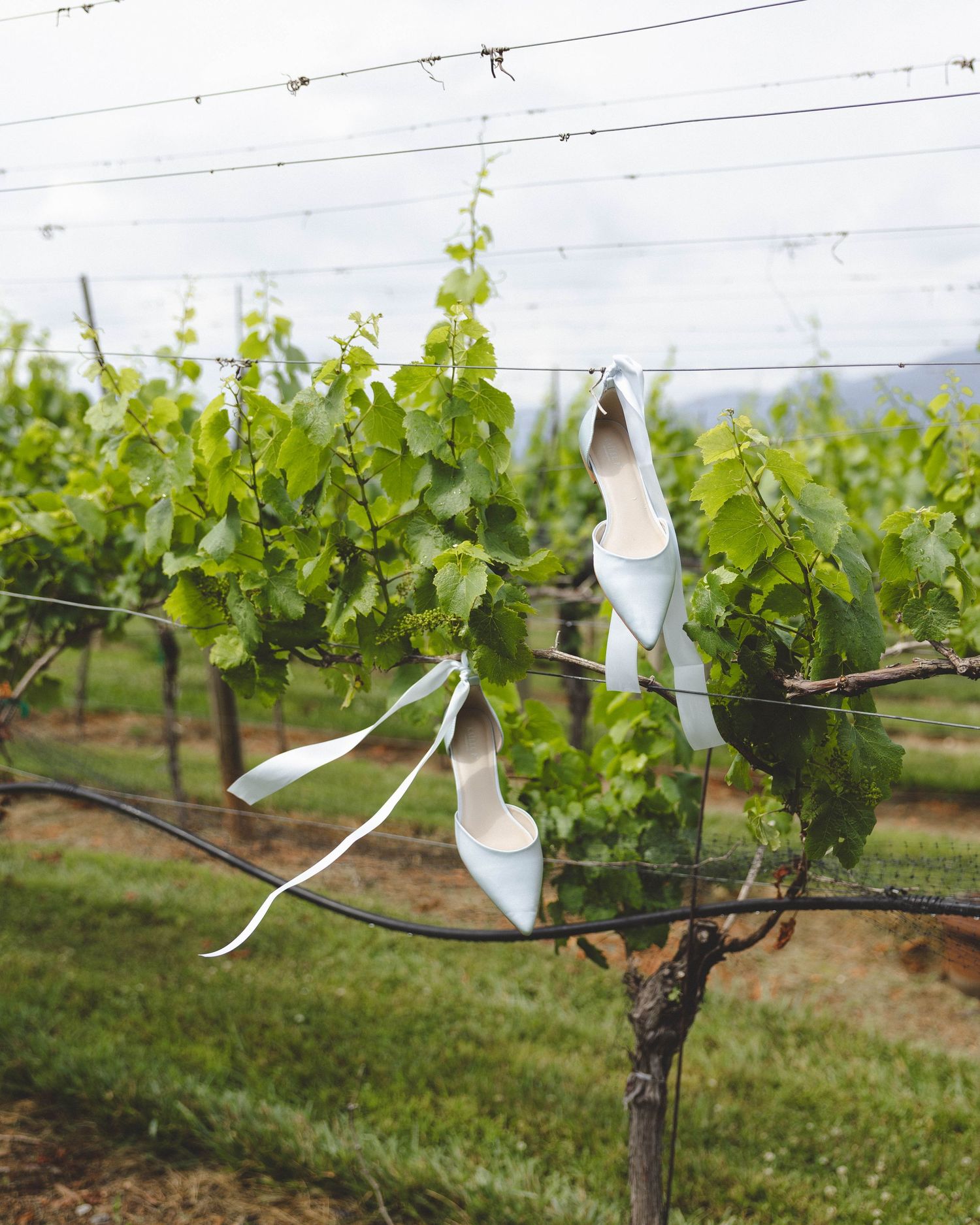 White bridal heels with satin ribbons hanging on vineyard wire fence surrounded by lush green grapevines.