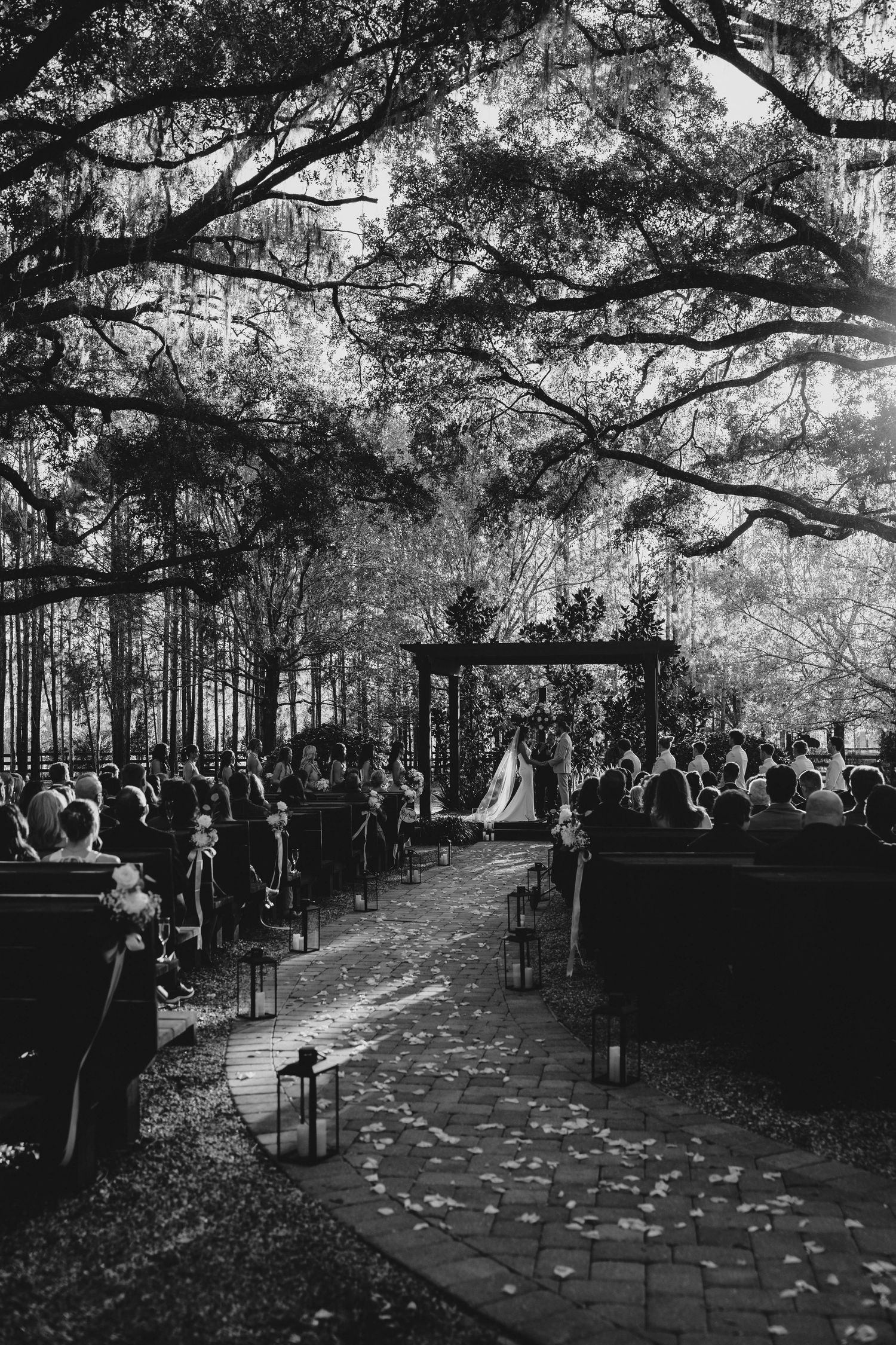 Outdoor wedding ceremony setup with rows of chairs under towering trees.