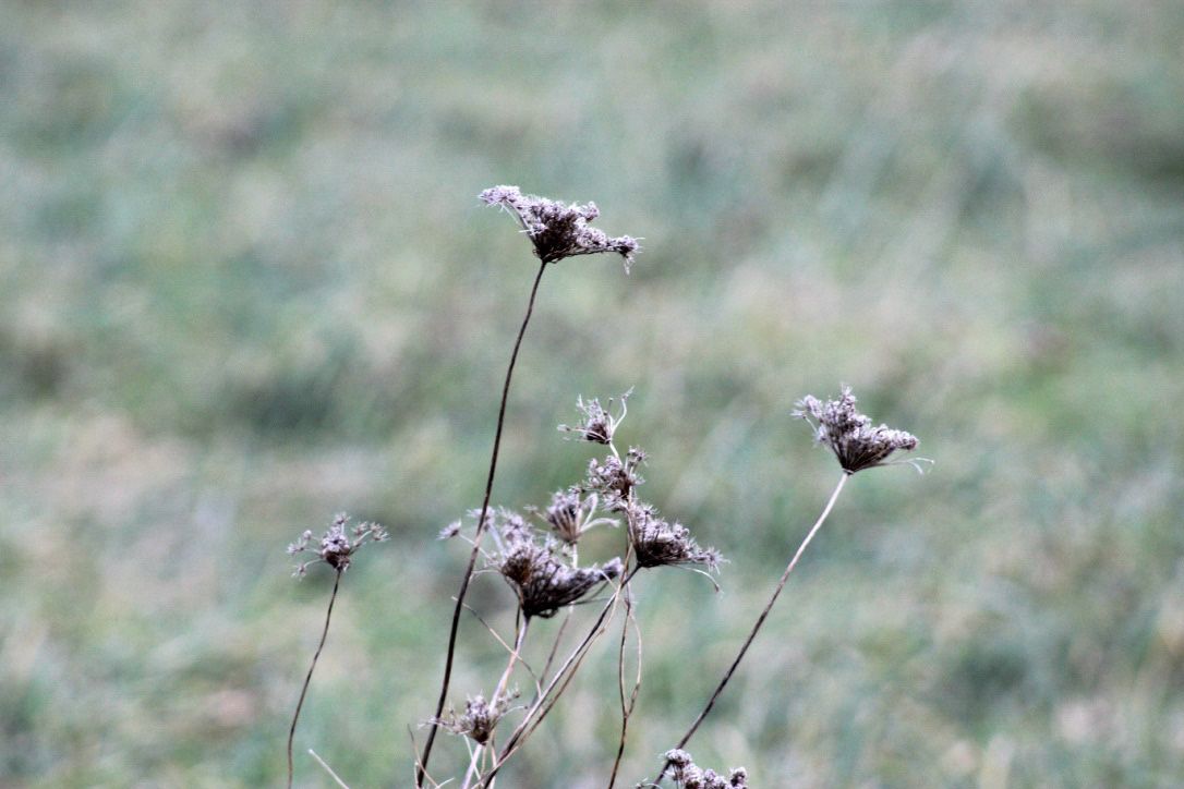 My first image taken with the Canon Rebel T3i (75-300mm kit lens)