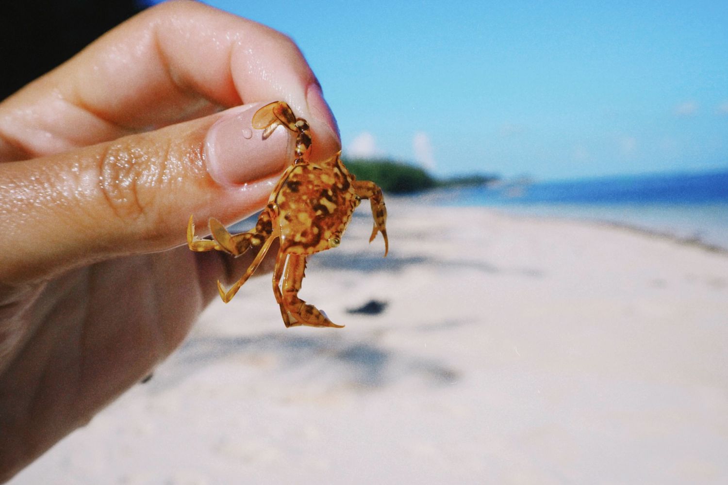 A hand holding a small brown crab on a sunny white sand beach with blue ocean water in the background.
