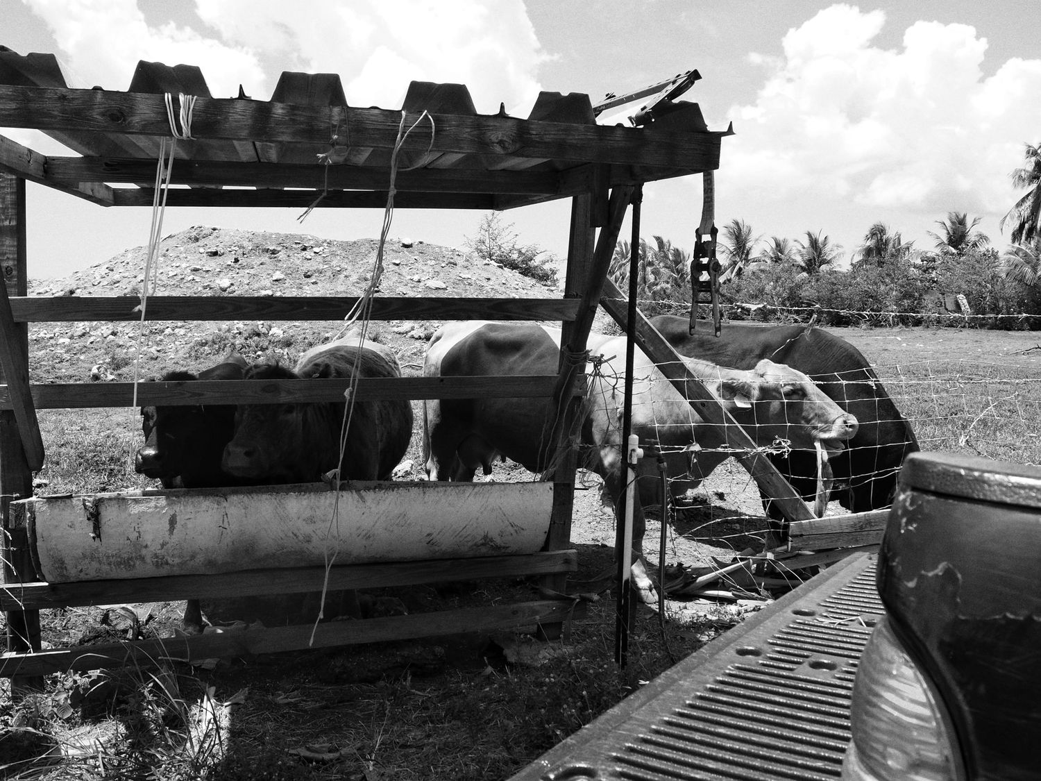 Black and white photograph of old fishing boats docked at a harbor with palm trees visible in the background.