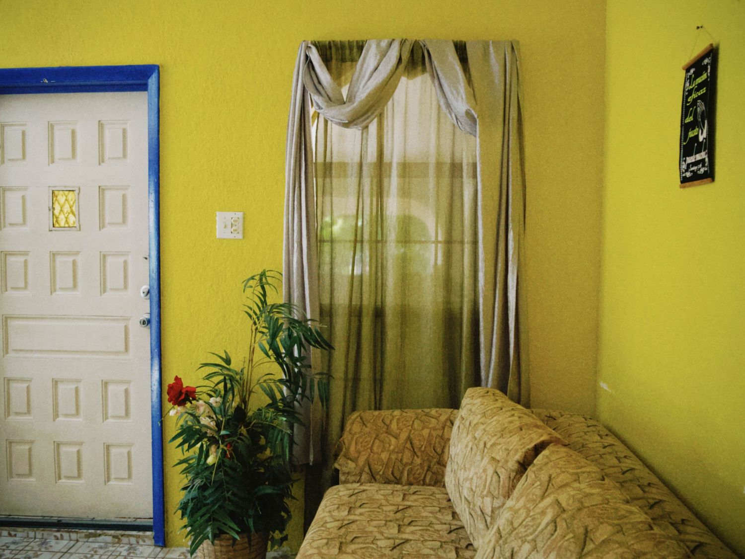Cozy living room with yellow walls, beige floral sofa, sheer curtains, white door, and potted plant.