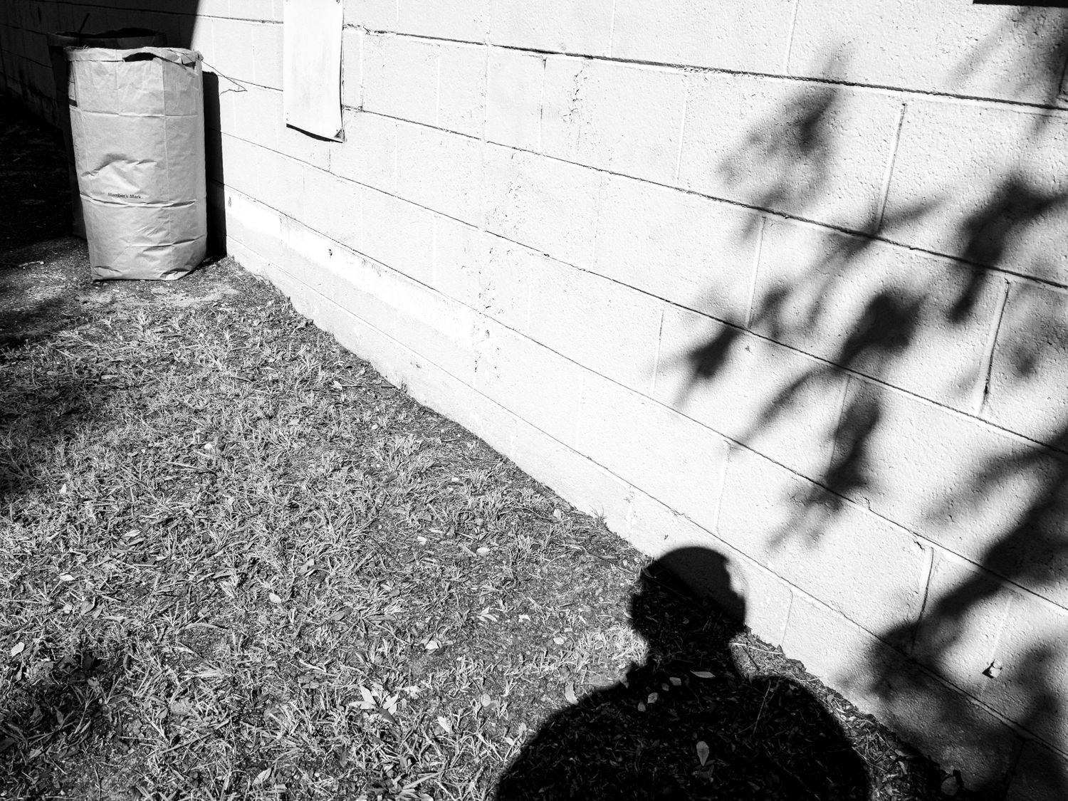 A black and white image shows shadows of tree branches cast against a white wall and ground.