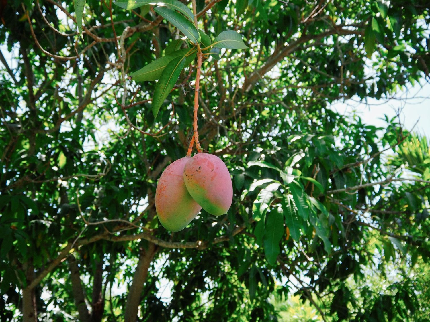 Ripe red and yellow apples hanging from tree branches with green leaves in a sunny orchard.
