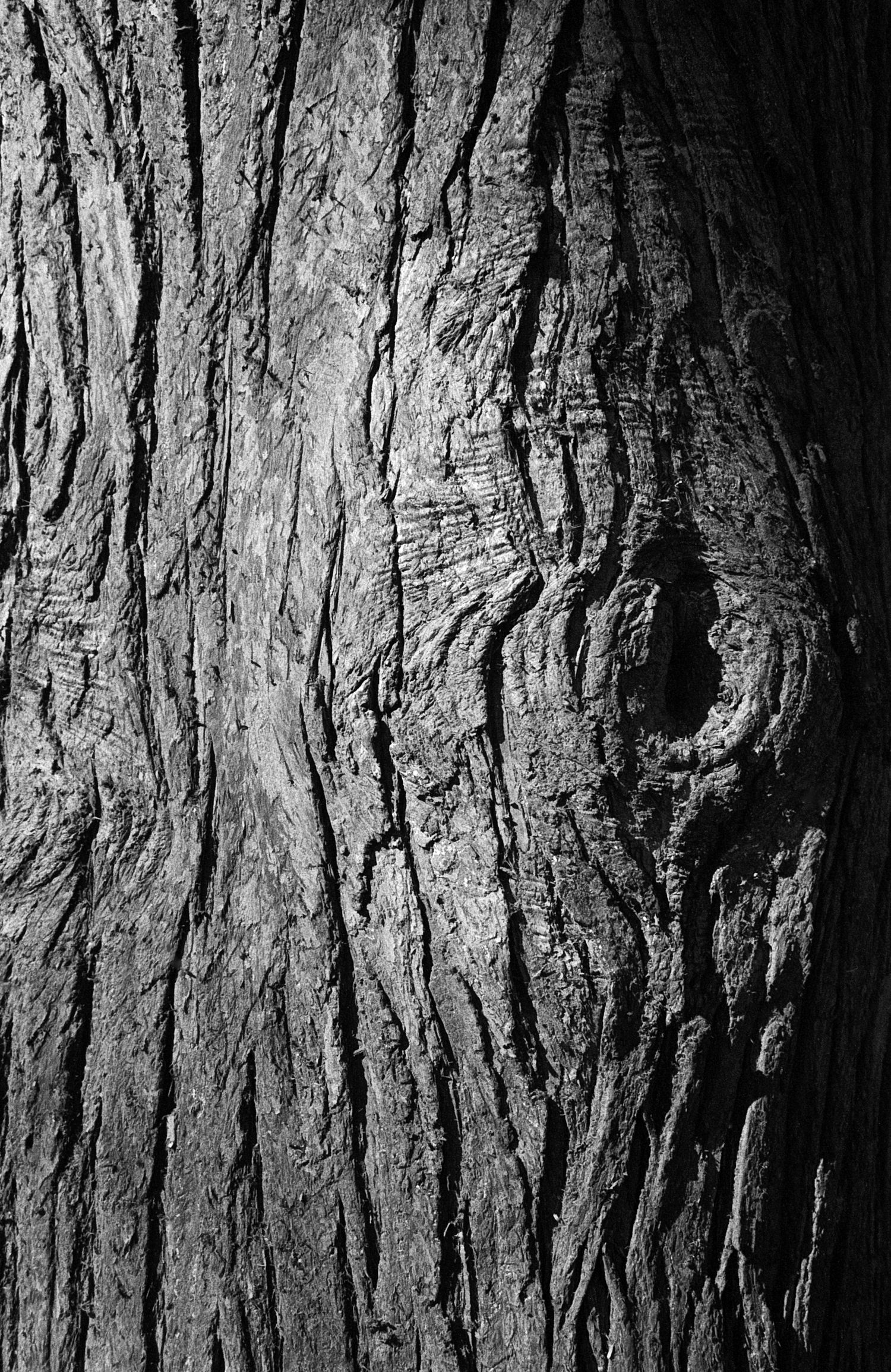 Close-up black and white photograph showing deep textured bark patterns and grooves on an old tree trunk.