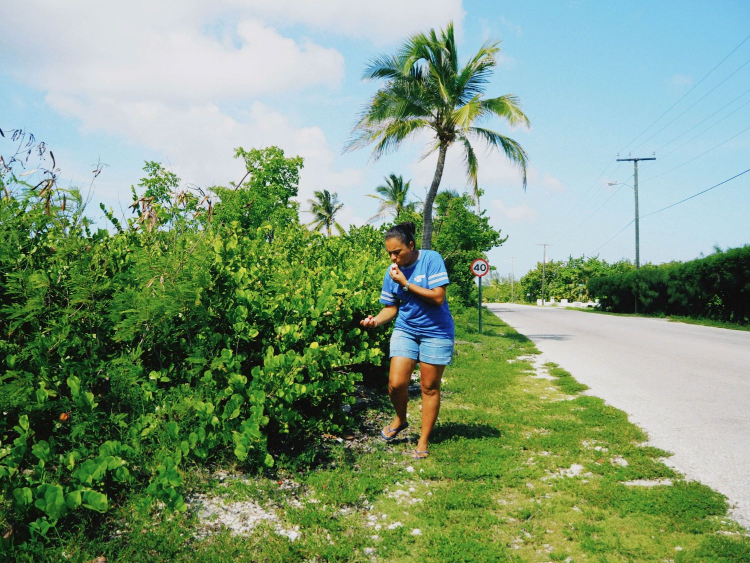 Person tending to lush green bushes beside a tropical road with palm trees under a bright blue sky.