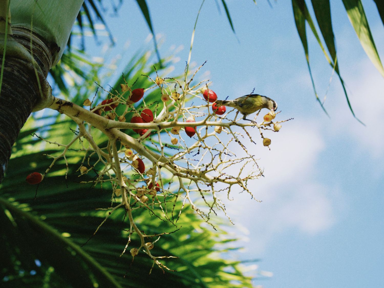 Close-up of tropical palm tree branch with small red berries against a blue sky.