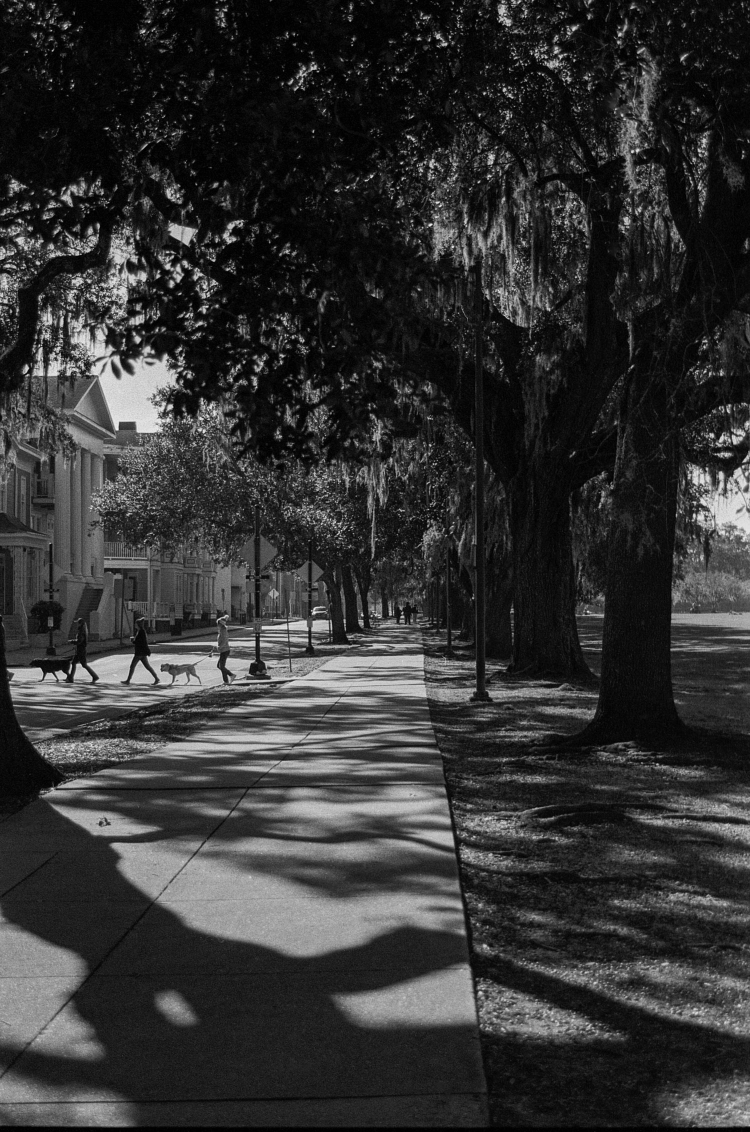 Black and white photo of tree-lined sidewalk with people walking dogs, casting shadows on a sunny day in a historic district.