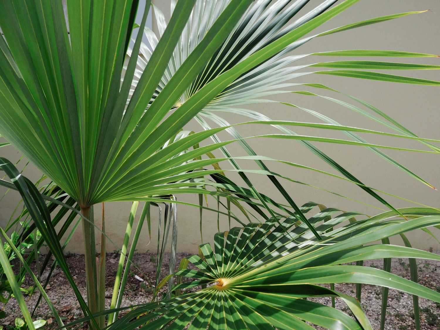 Close-up view of vibrant green palm fronds with fan-shaped leaves spreading against a light background.