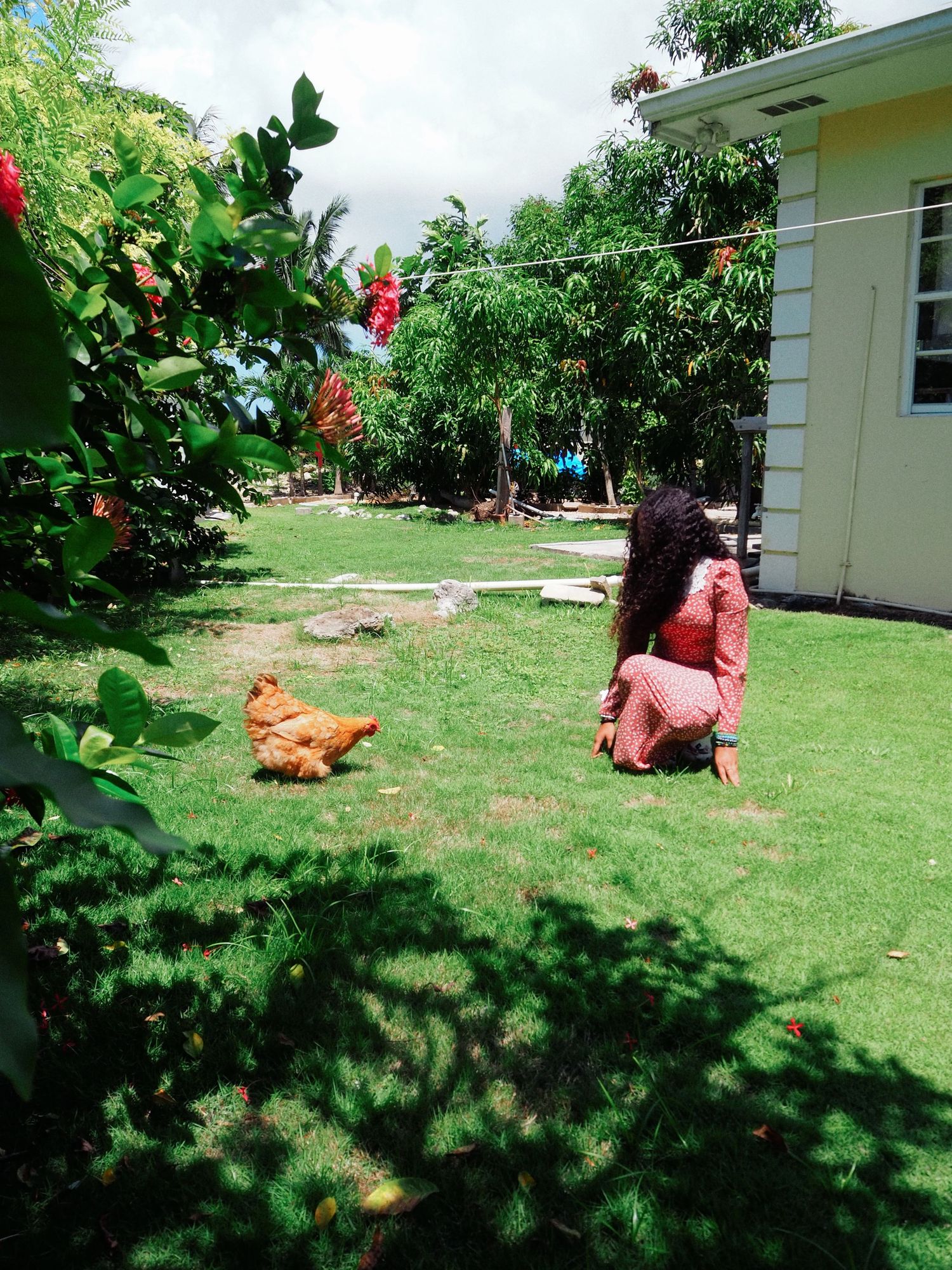 A peaceful backyard garden scene with a red chicken and lush greenery around a light-colored house.