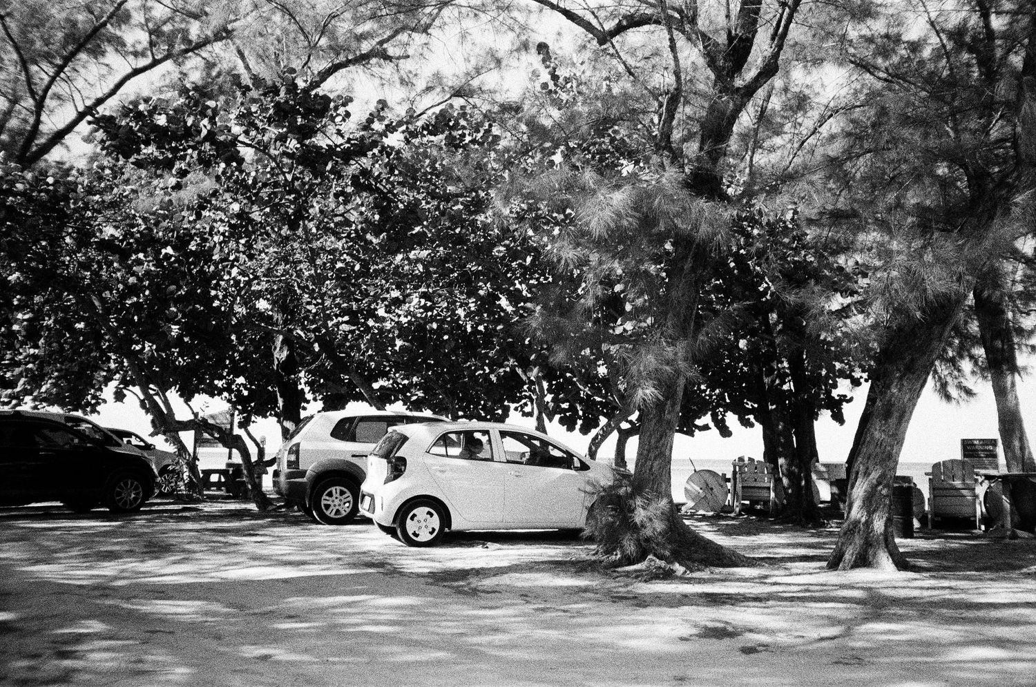 Black and white panoramic view of a tree-lined street with parked cars and dappled sunlight creating shadows.