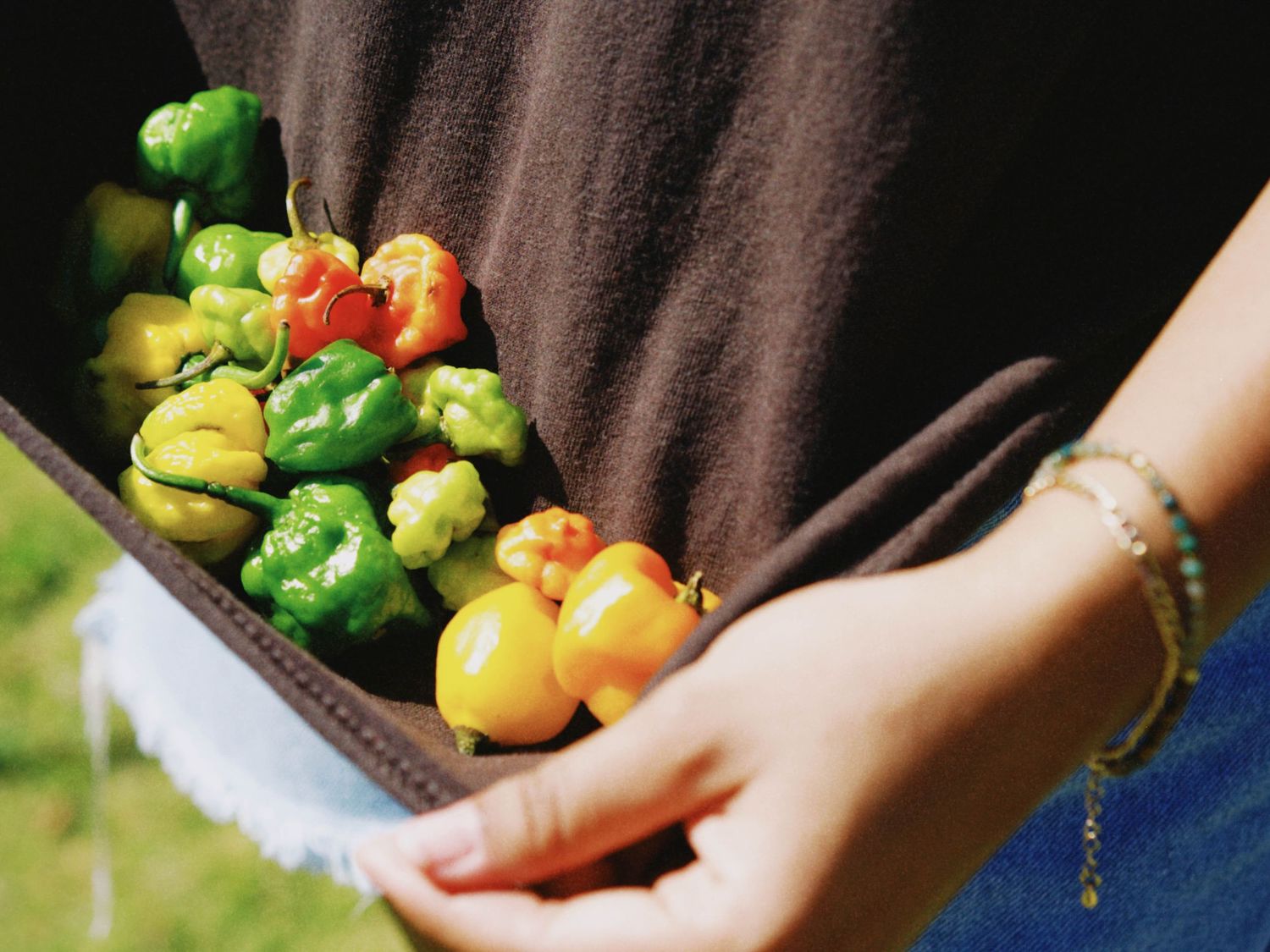 Person holding colorful habanero peppers in a shirt hem, showcasing a fresh harvest of green, orange, and yellow chili peppers.