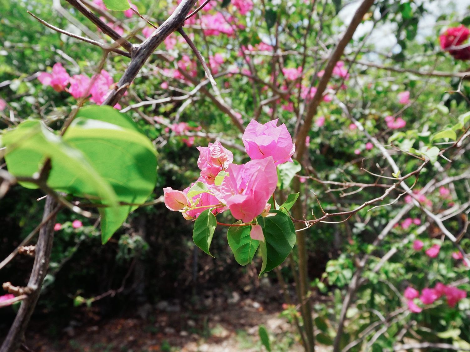 Pink cherry blossoms bloom delicately on tree branches against a natural green background in springtime.