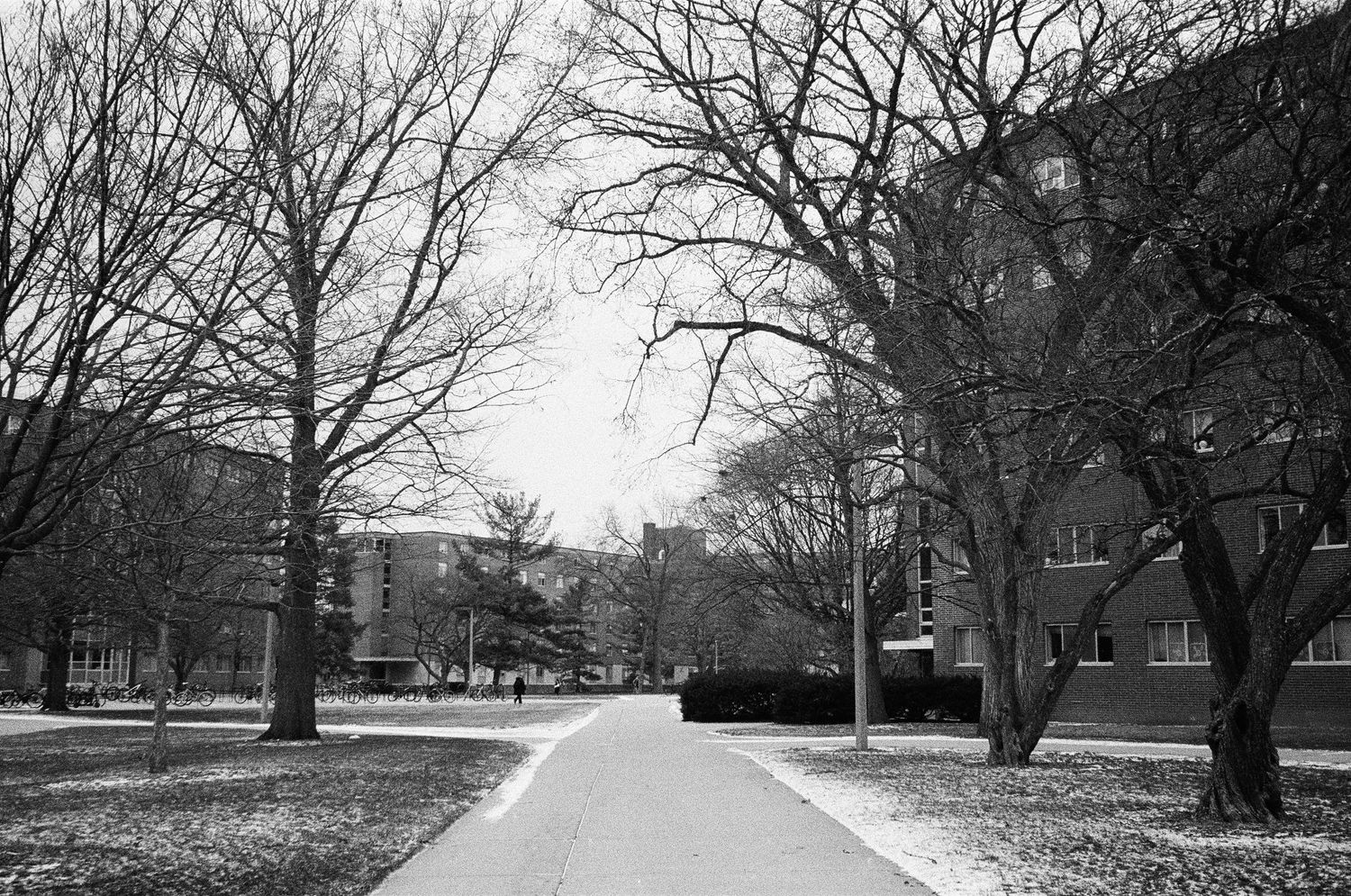 Black and white photo of a curved campus walkway lined with bare winter trees and brick buildings.