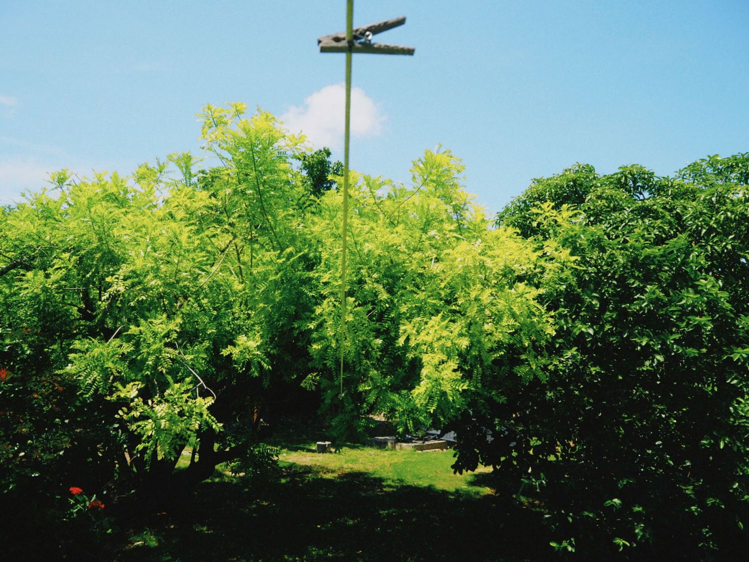 Lush green trees and shrubs surround a tall pole with signs in a sunny garden park under a blue sky.