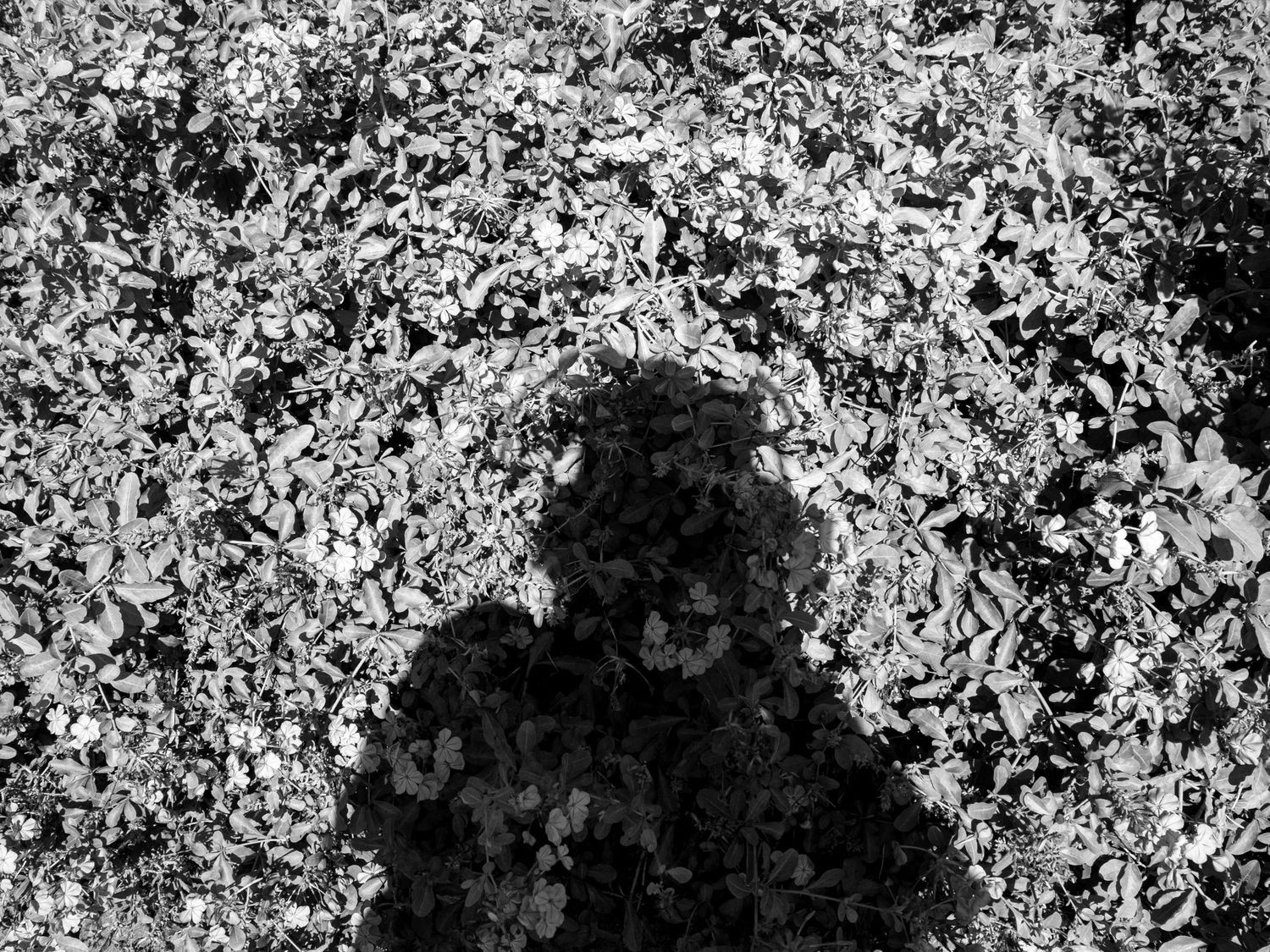 Abstract black and white pattern with organic textures and speckled details creates a natural, grainy appearance.