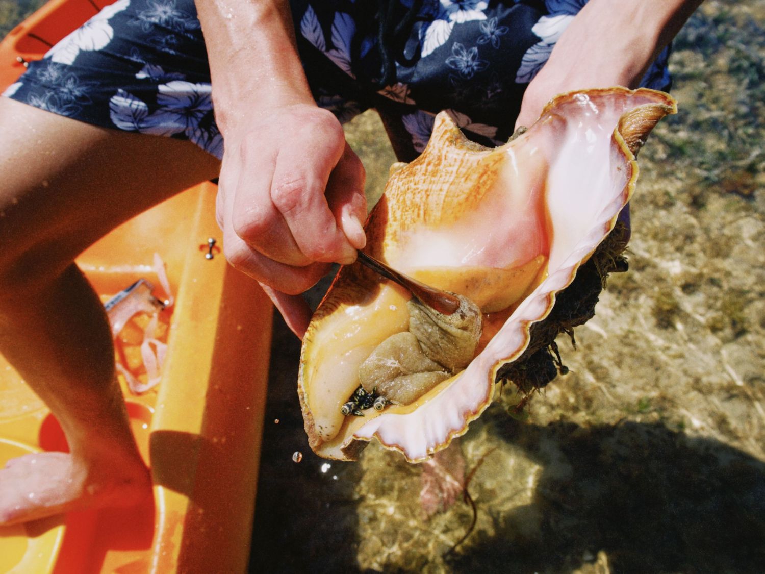 Person holding a large conch shell over clear shallow water near an orange kayak on a sunny day.