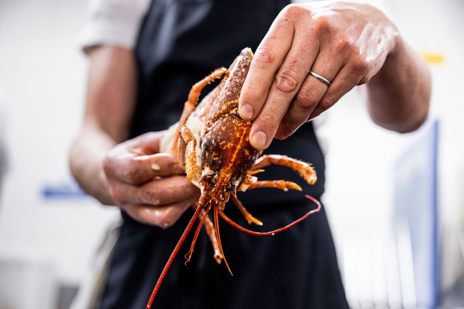 Chef handling fresh seafood and shellfish in a professional kitchen setting.